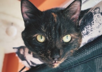 Phoebe