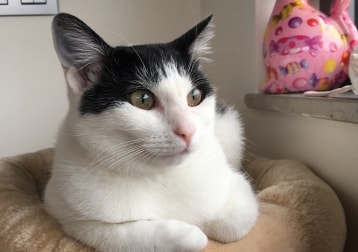 Cati