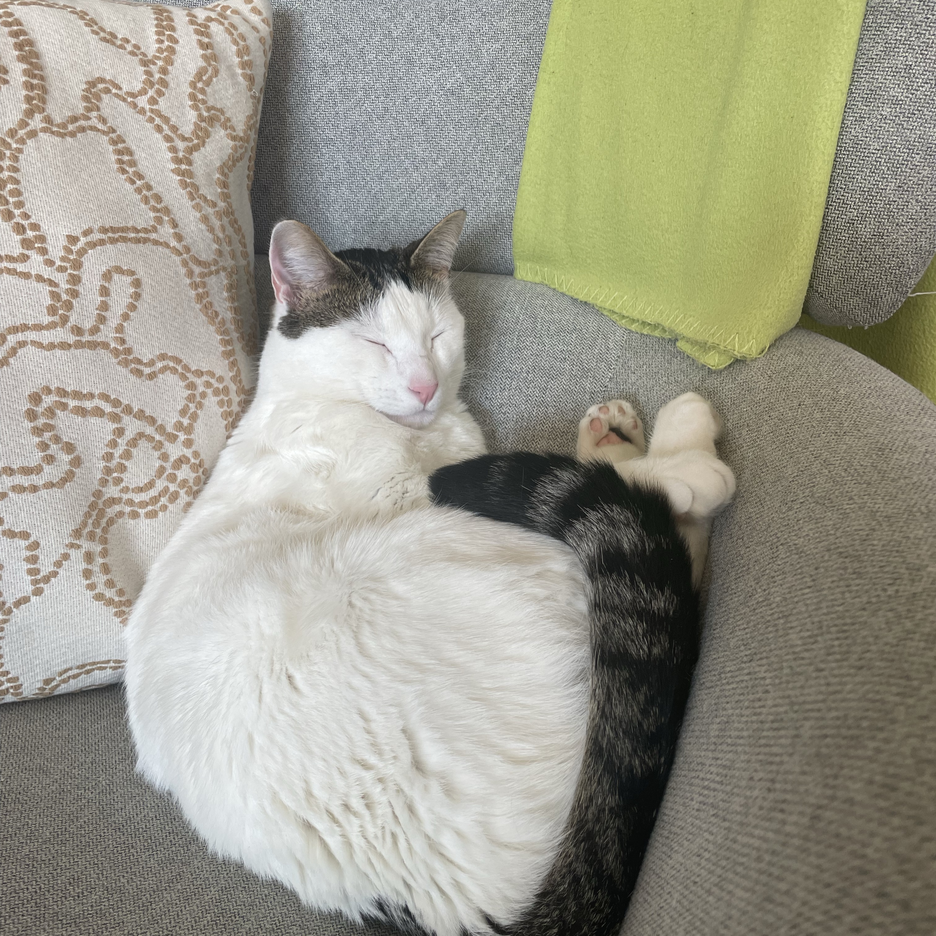 Loki