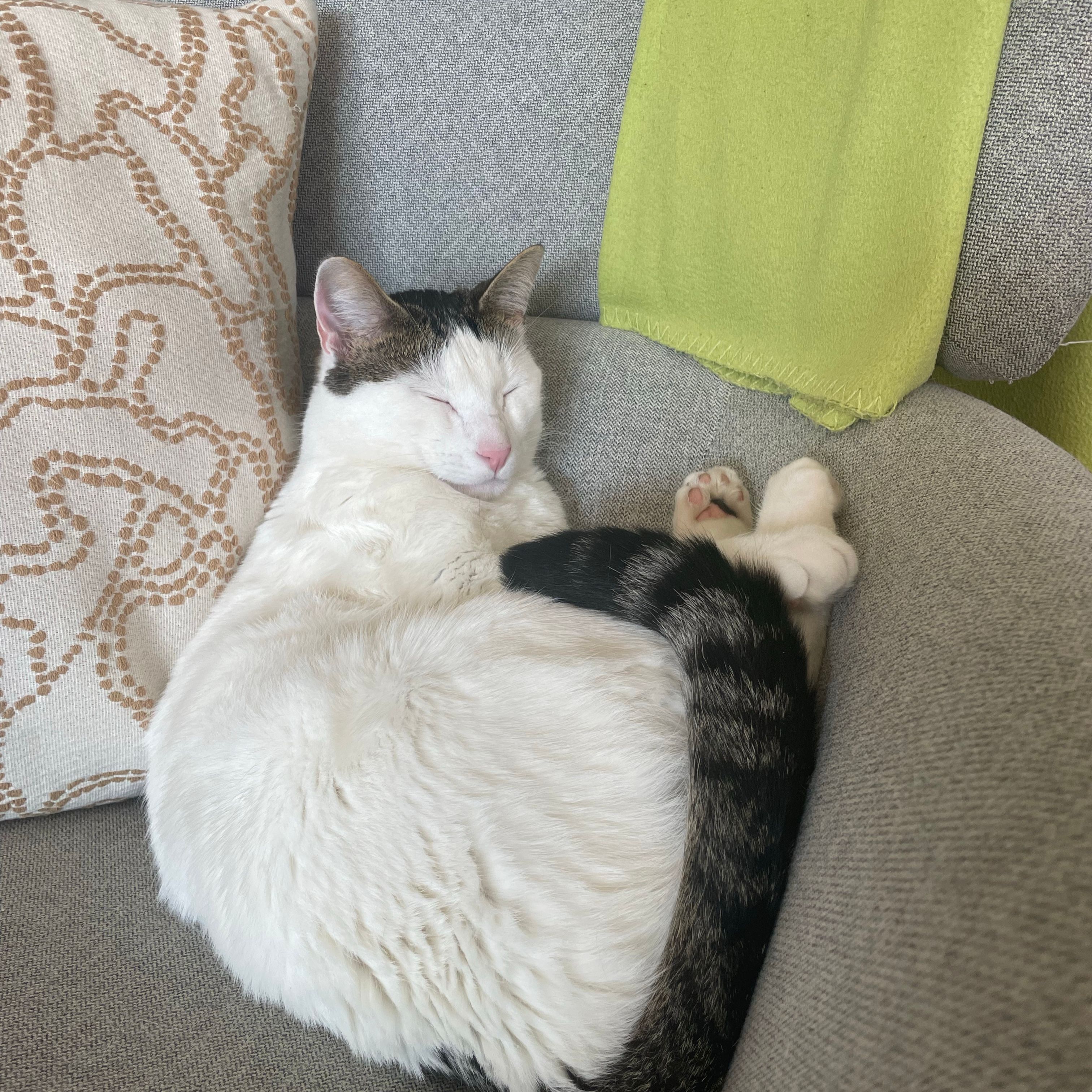 Loki