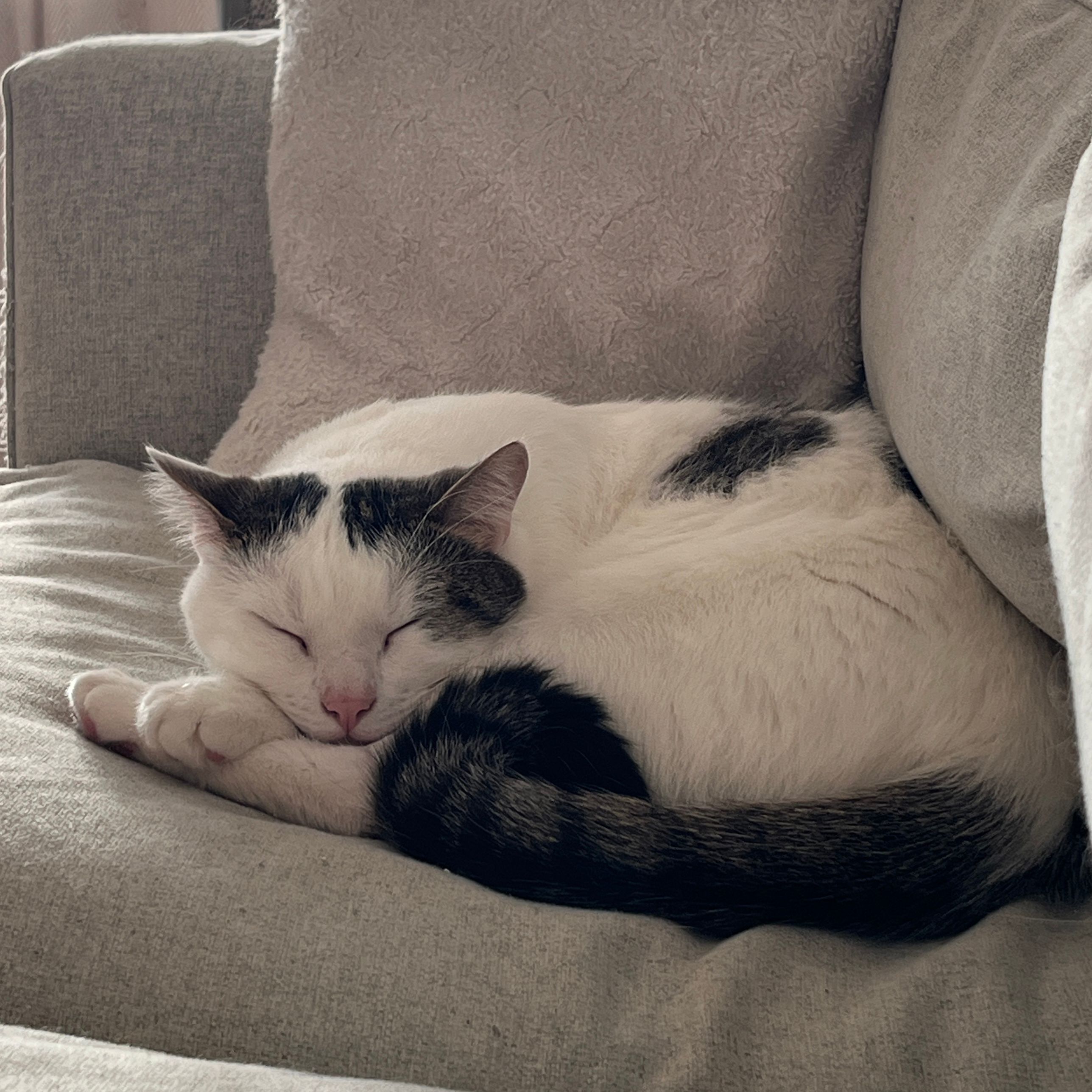 Tuutti