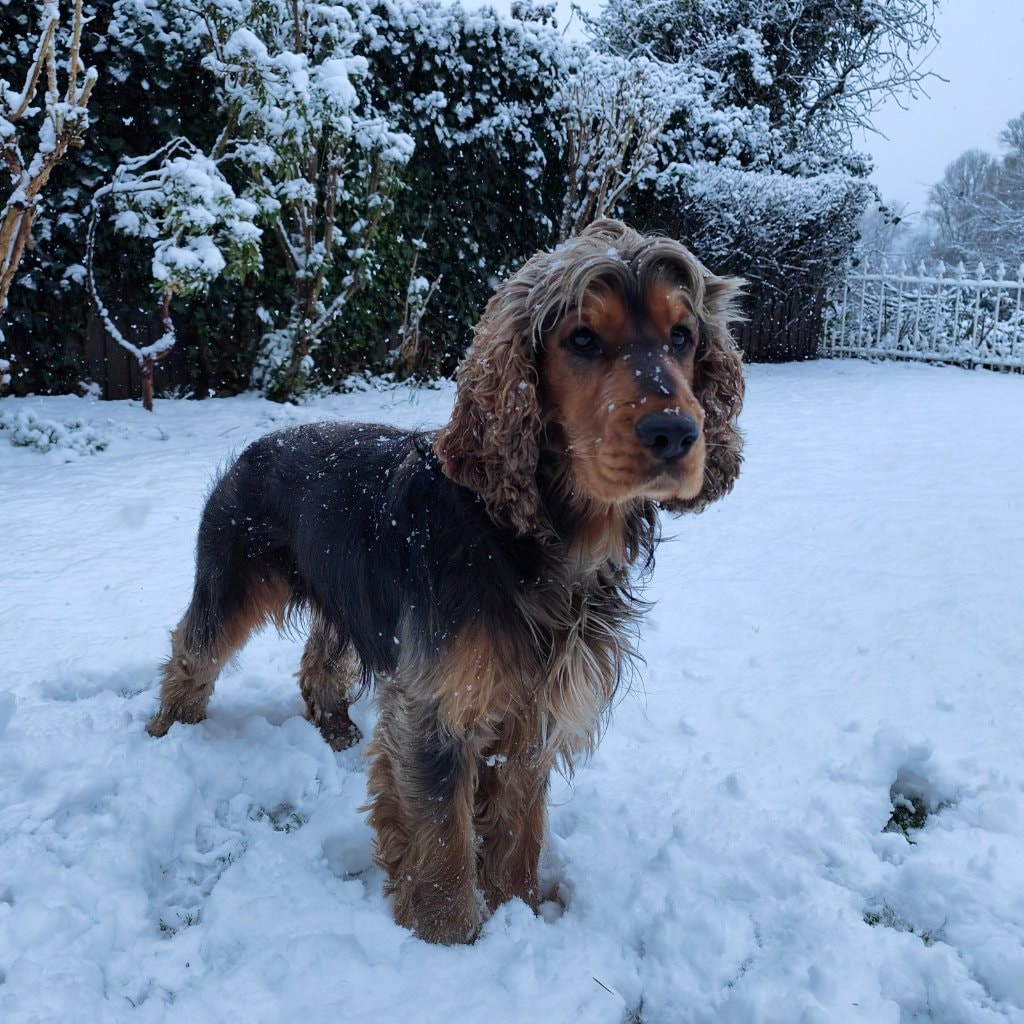 Monty 