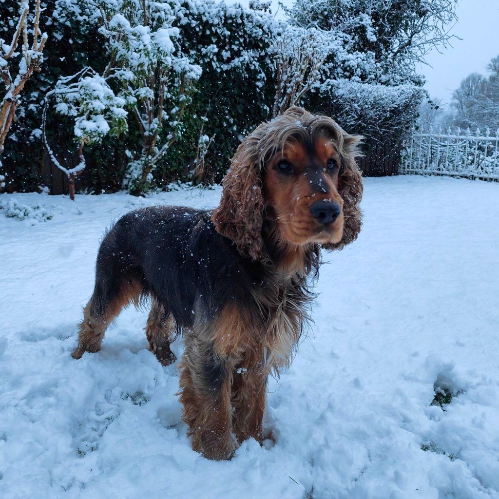 Monty