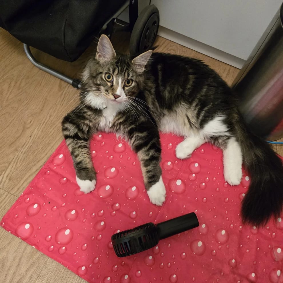 Merlin