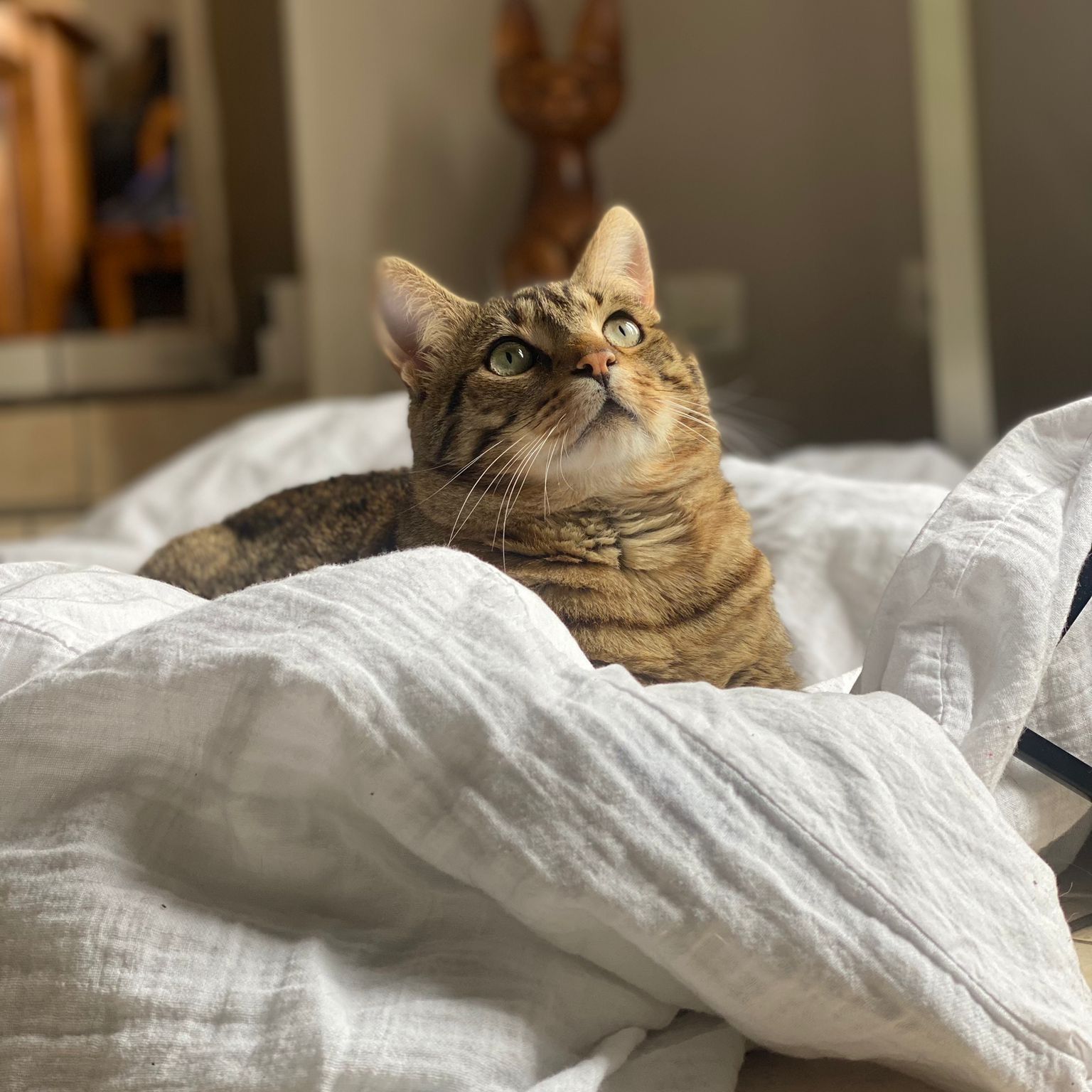 Figaro