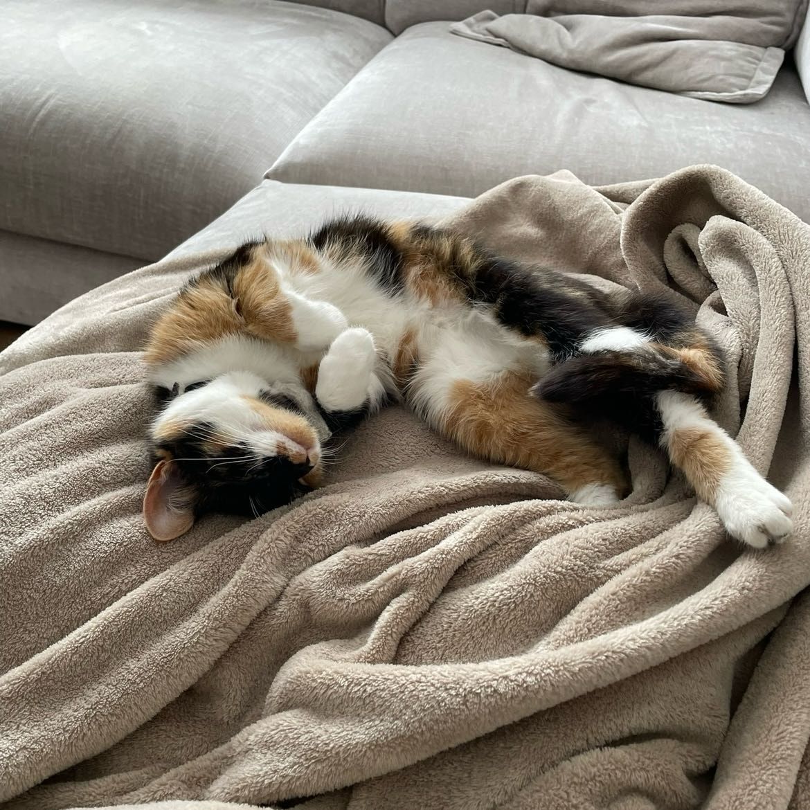 Piper