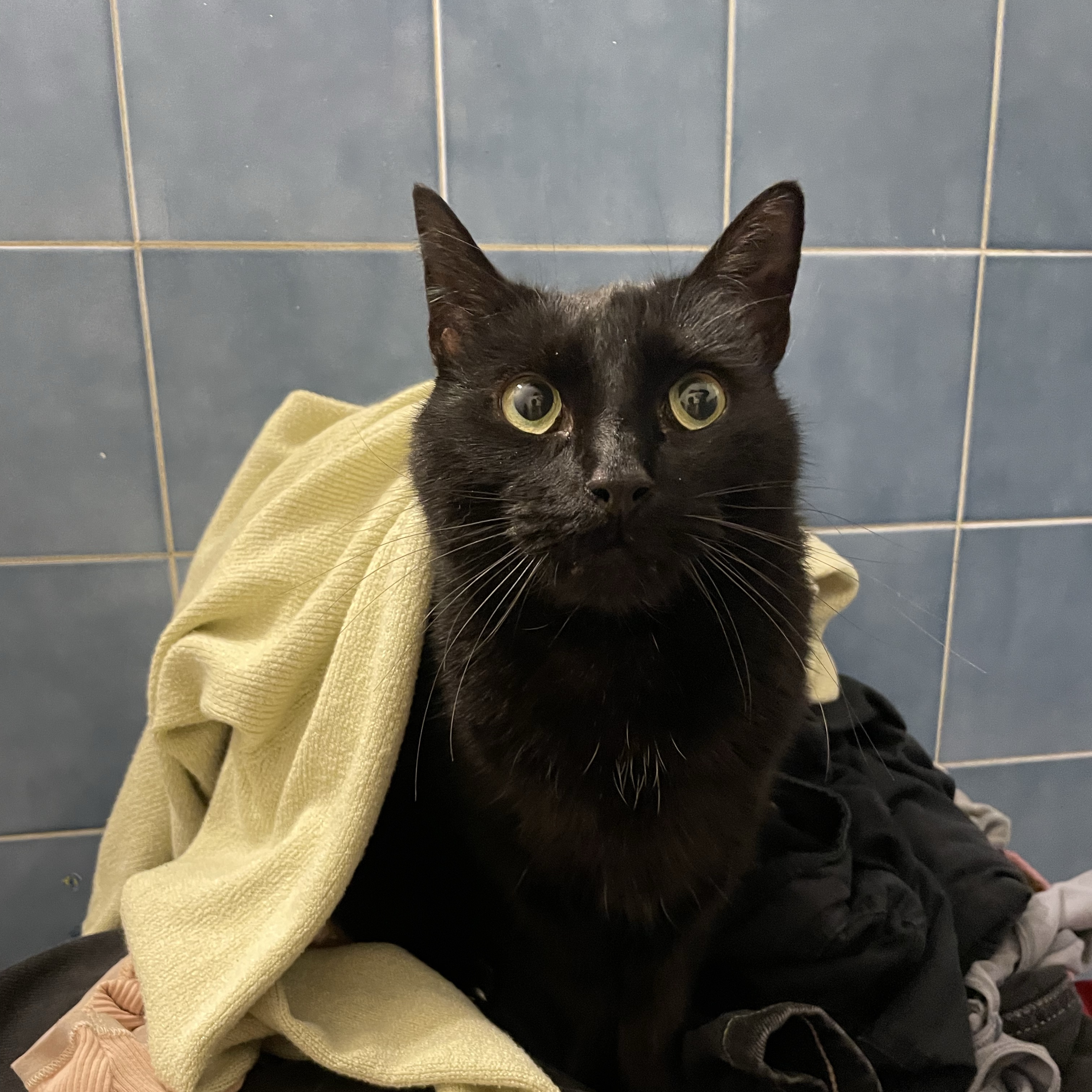 Sirius 