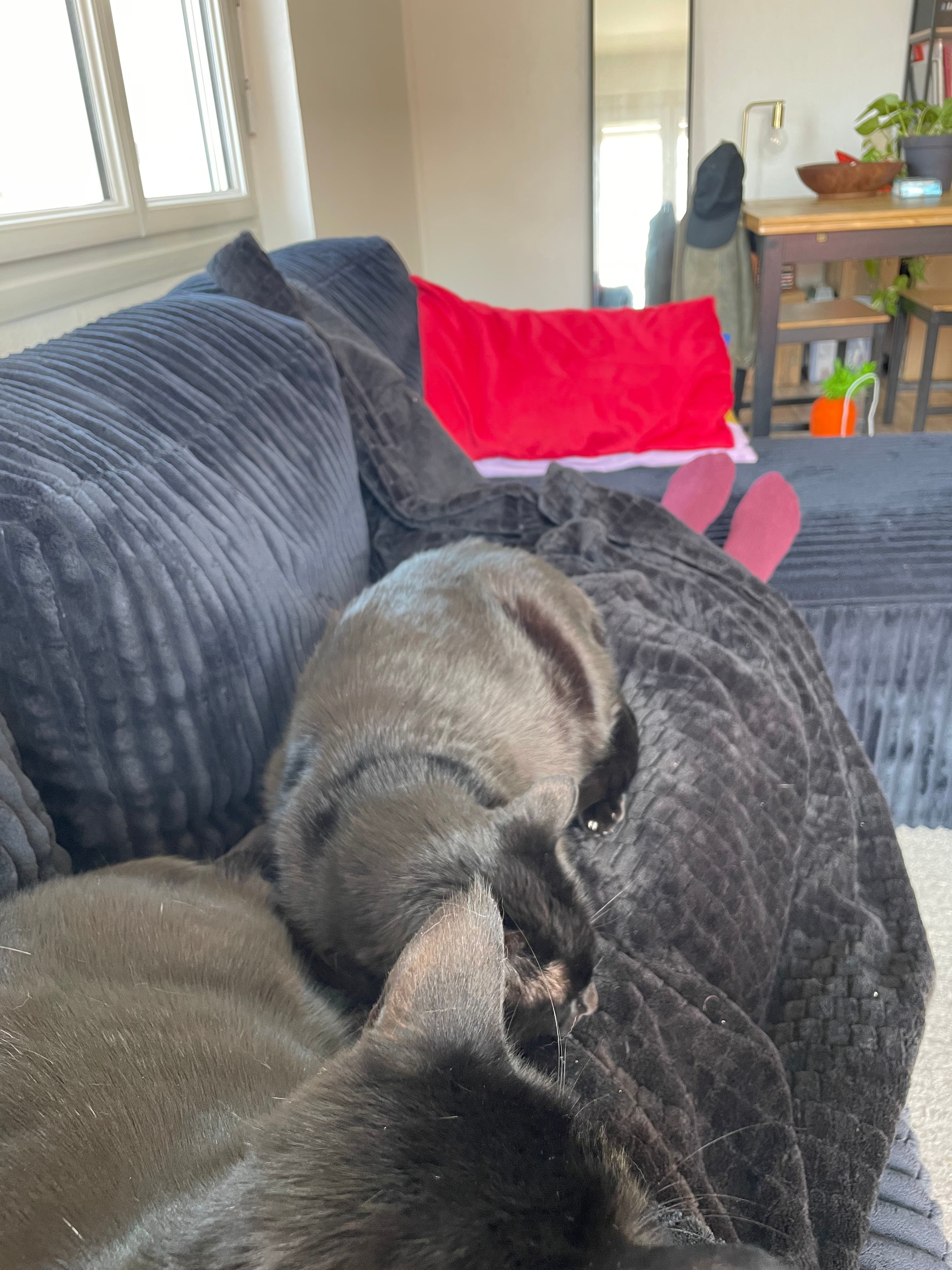 image-6