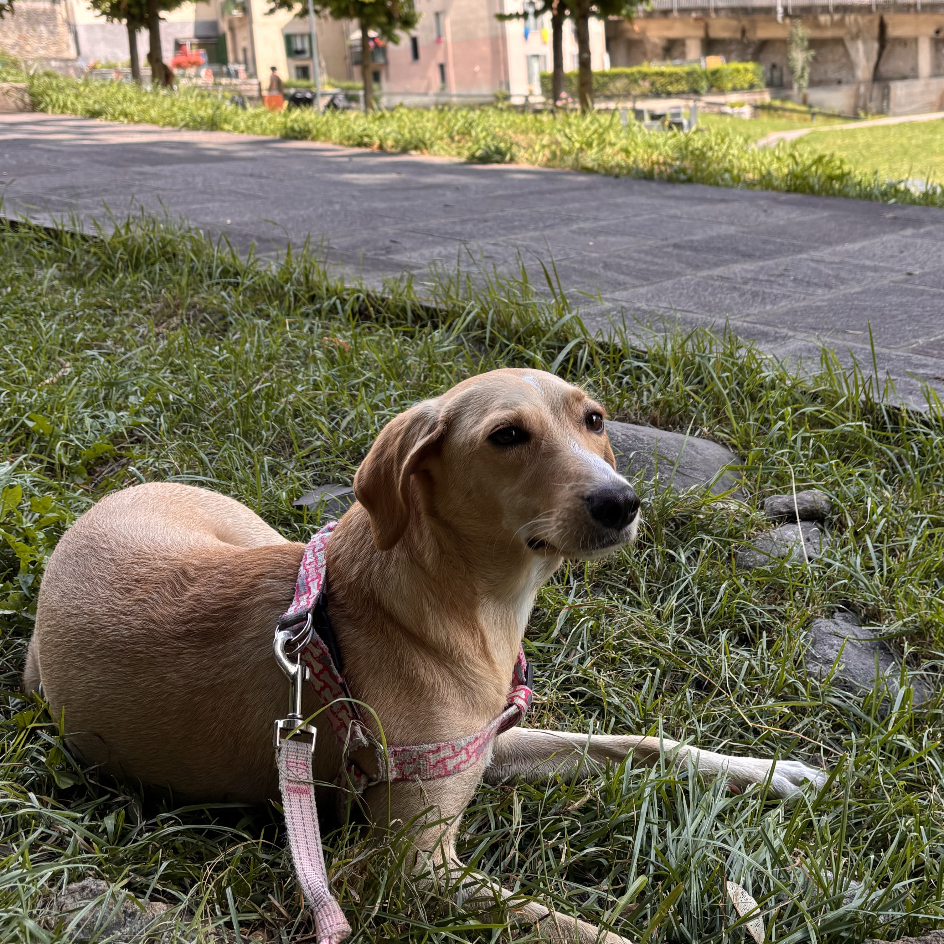 Anita