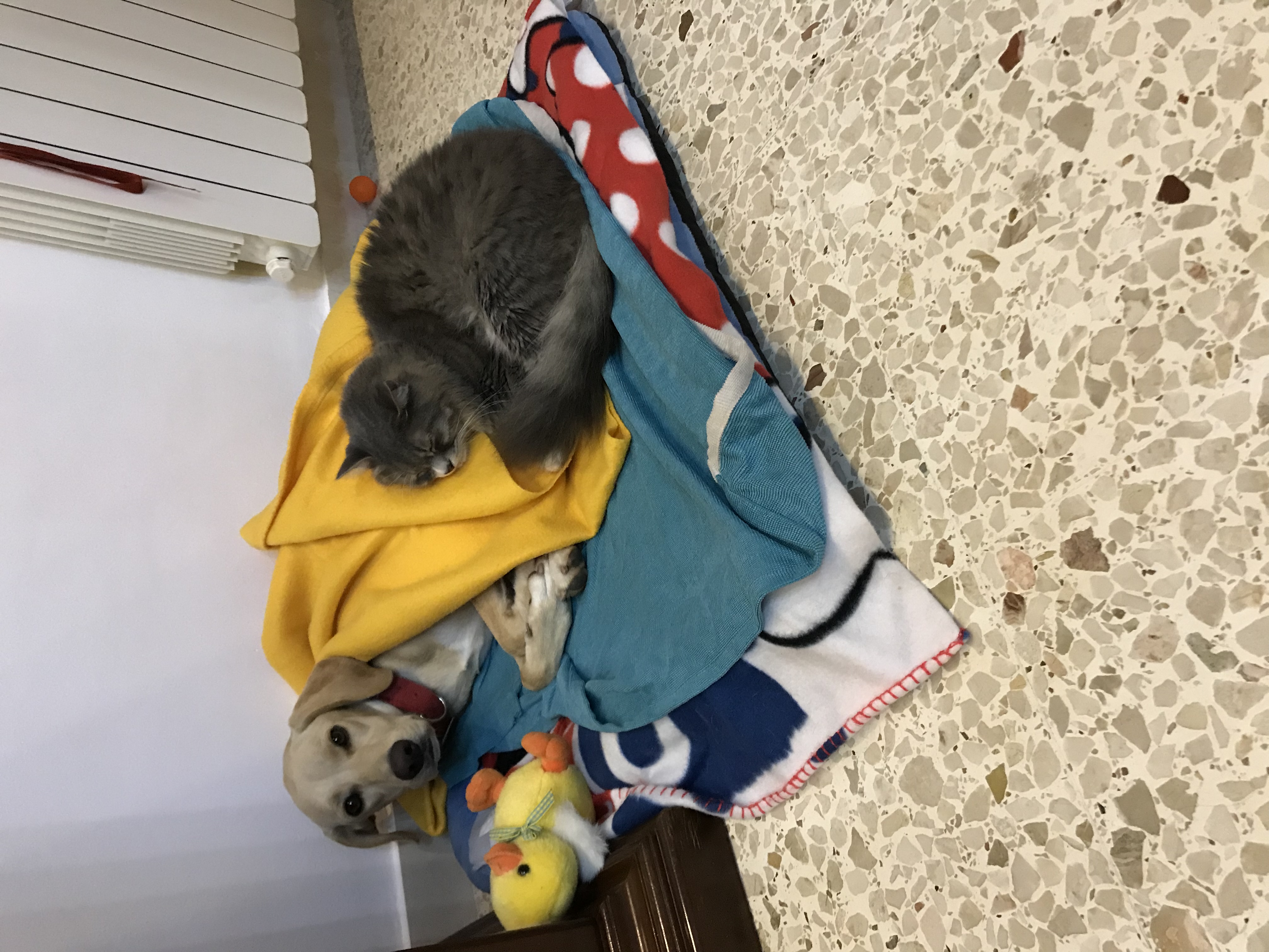 image-5