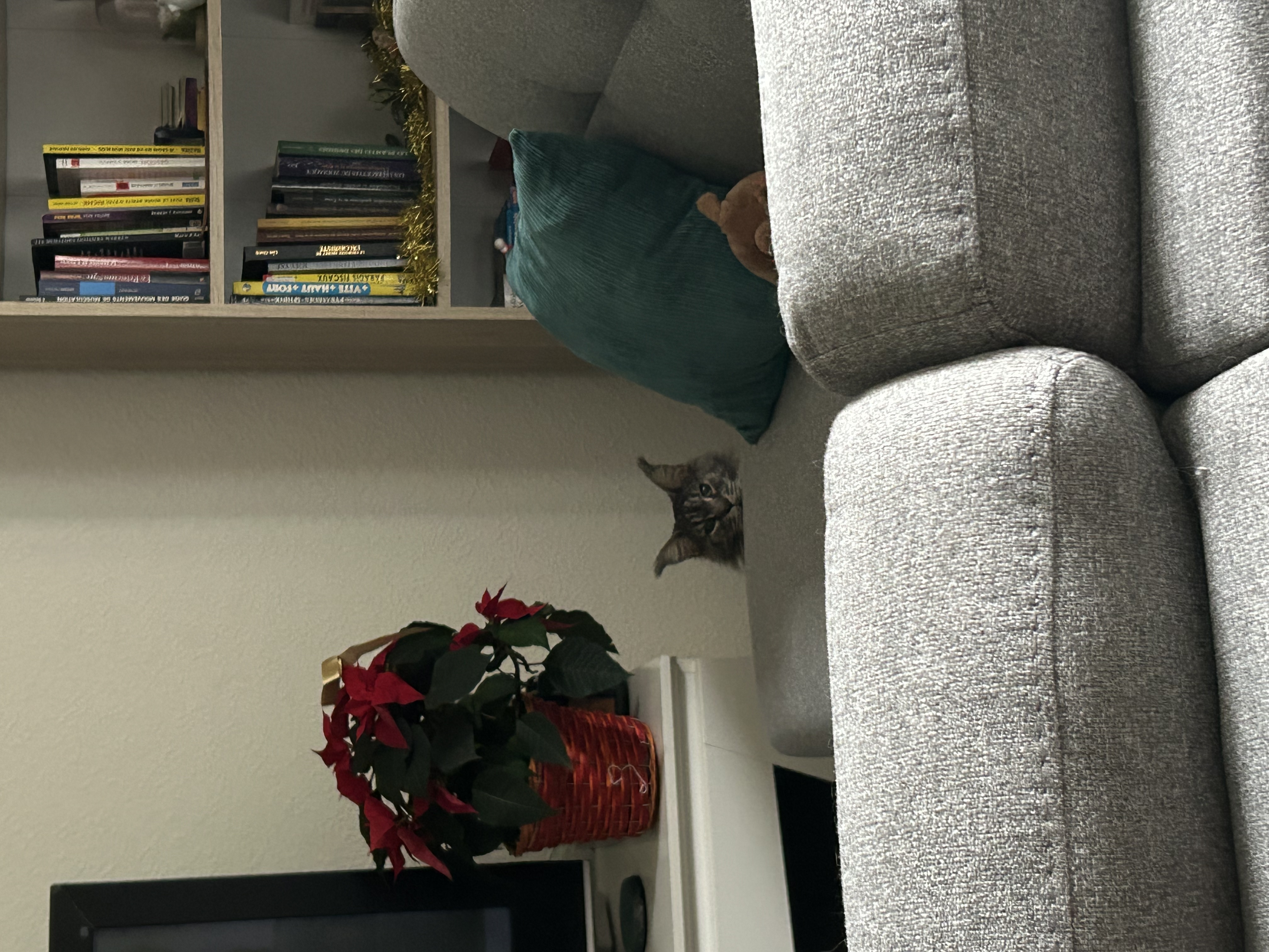 image-6