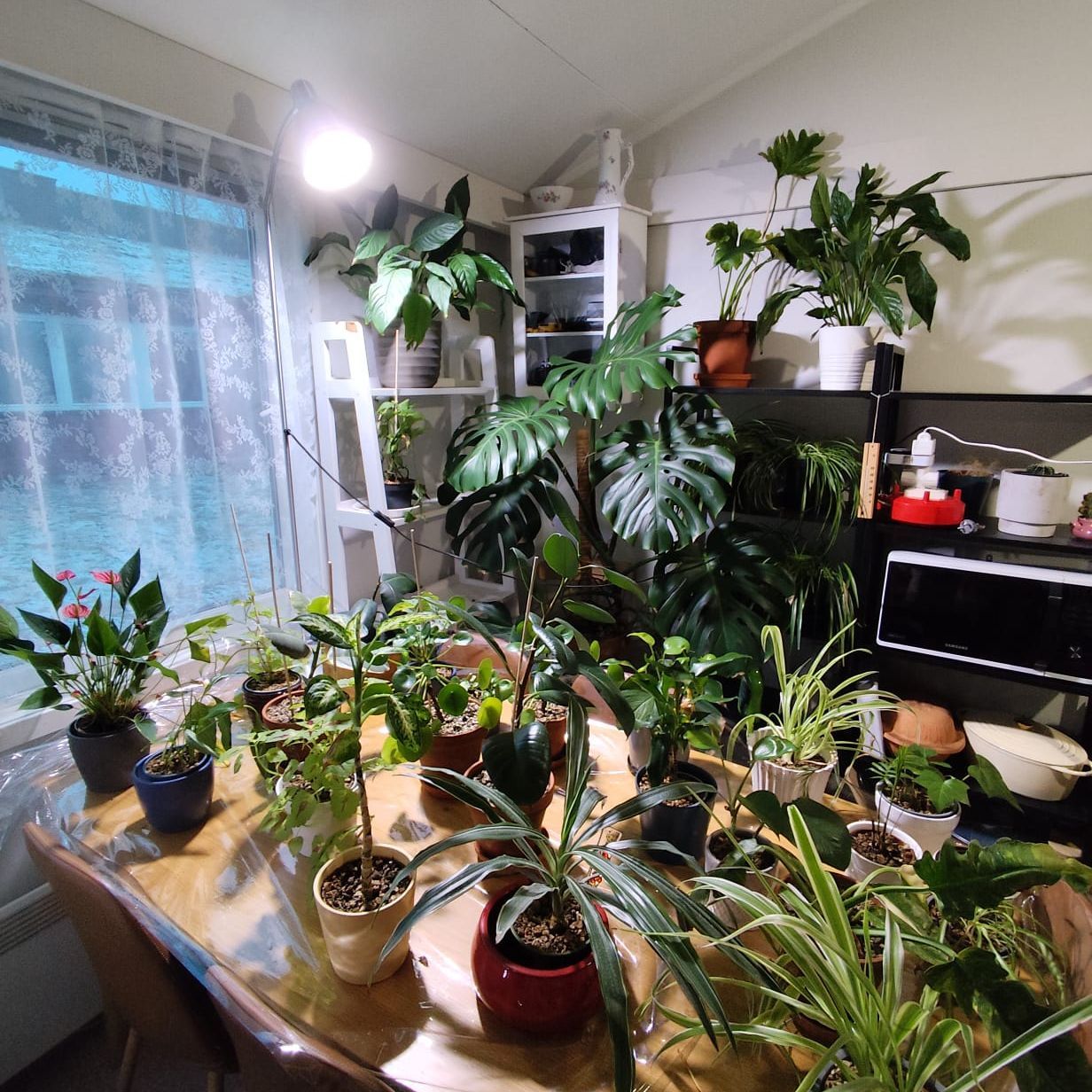 plants and sourdough