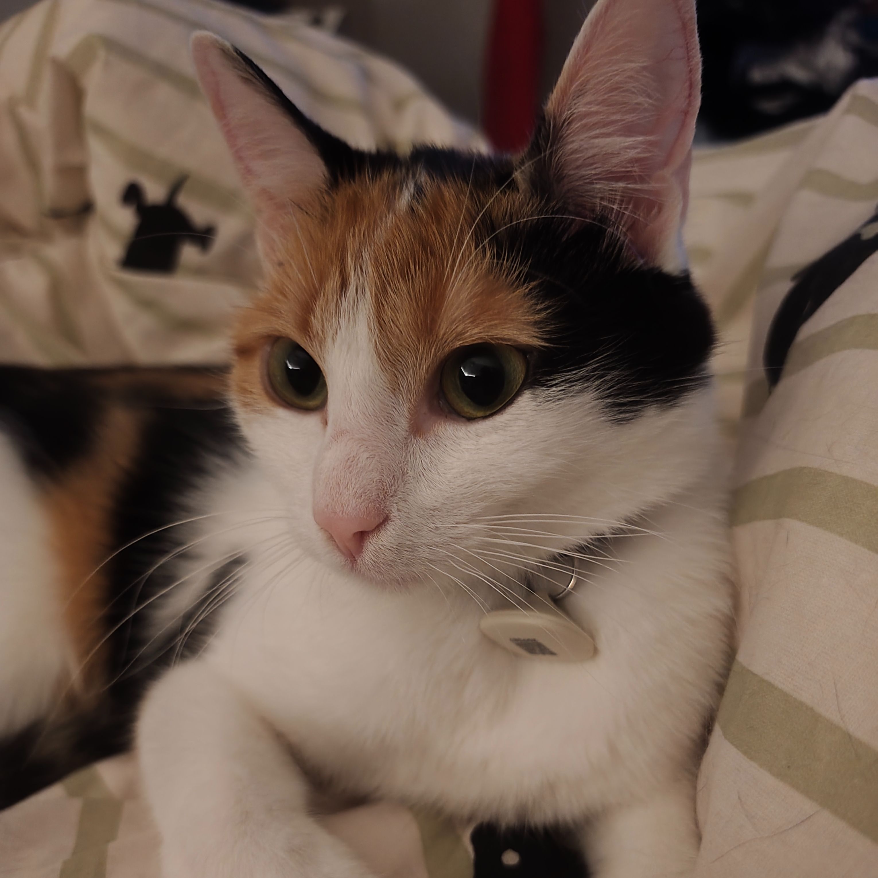 Maya