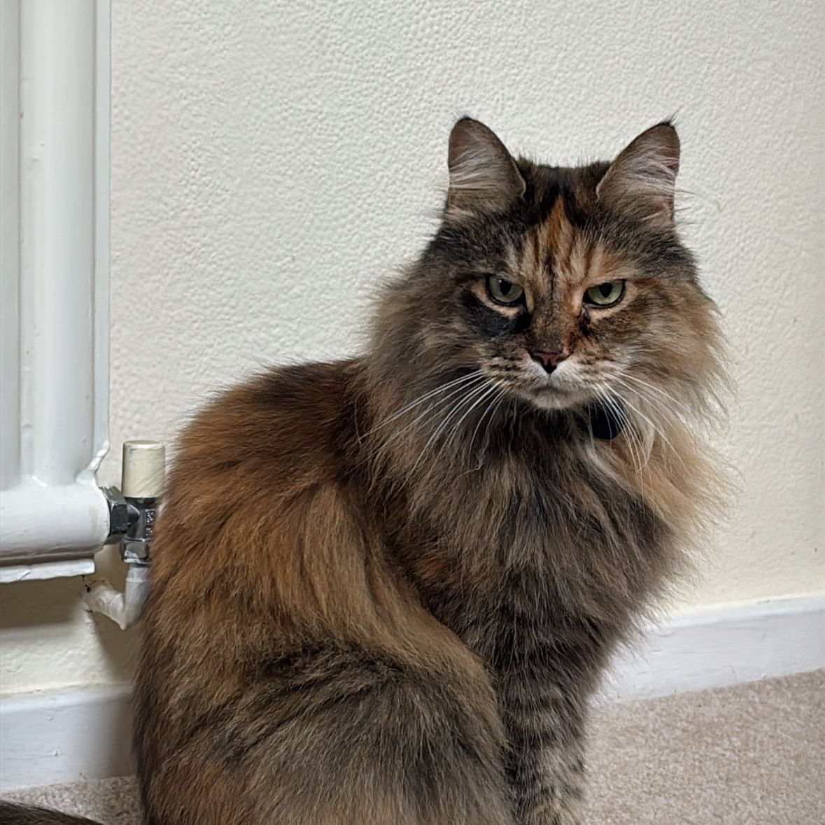 Delilah