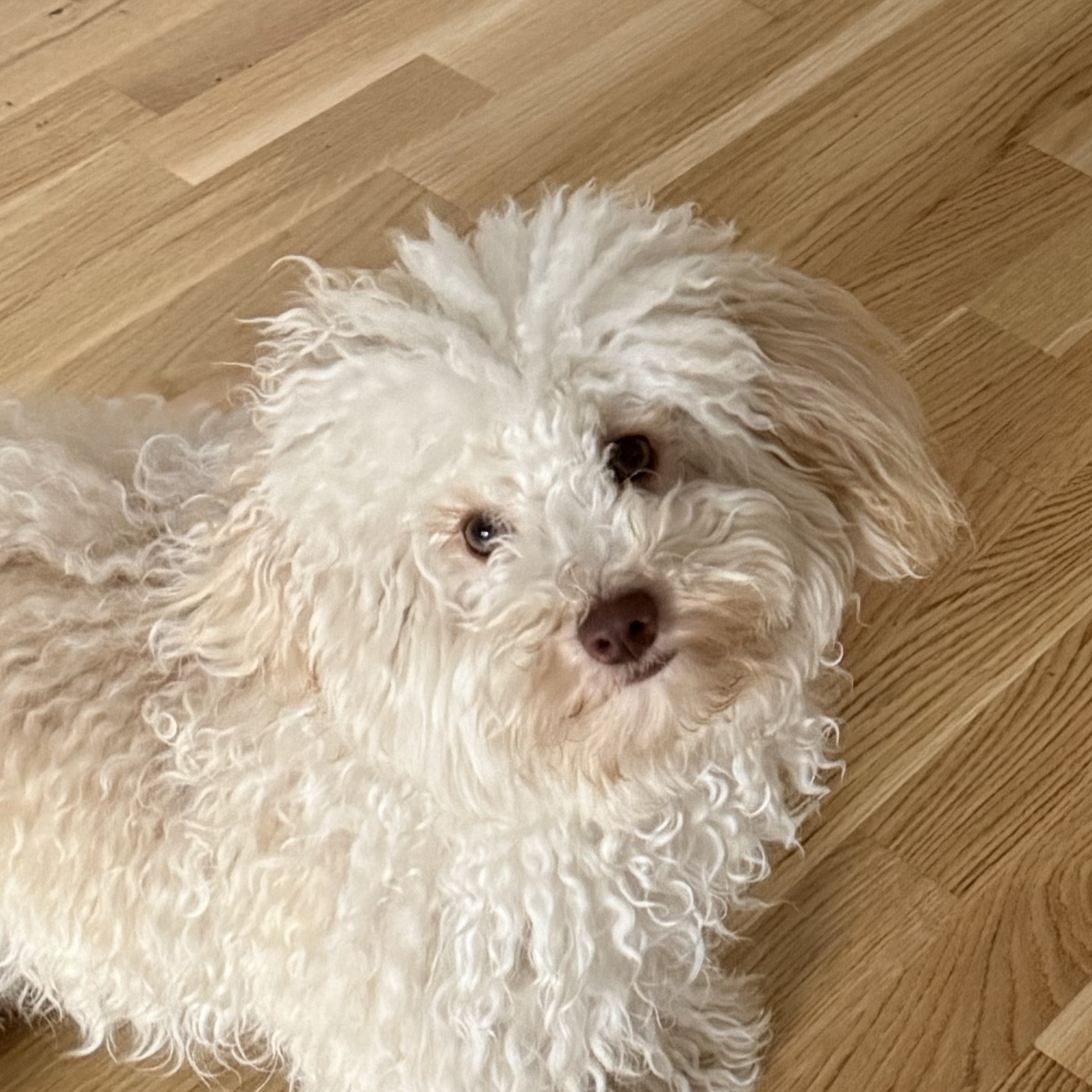 Yuki 