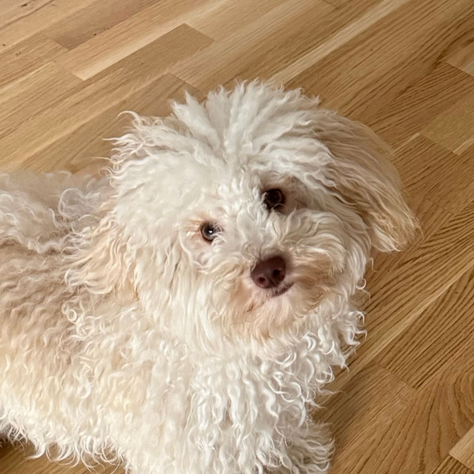 Yuki
