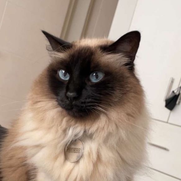phoebe