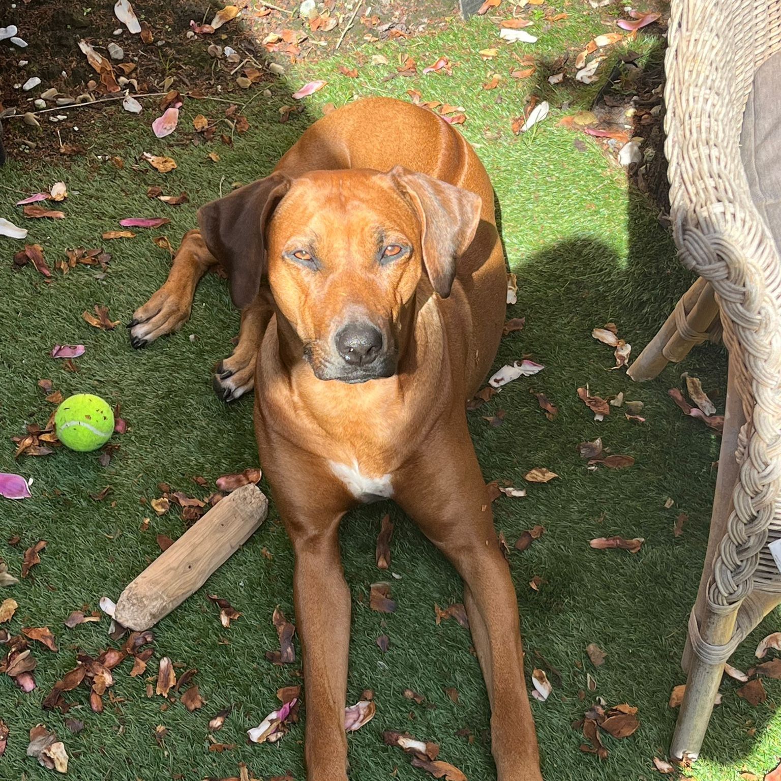 Alma