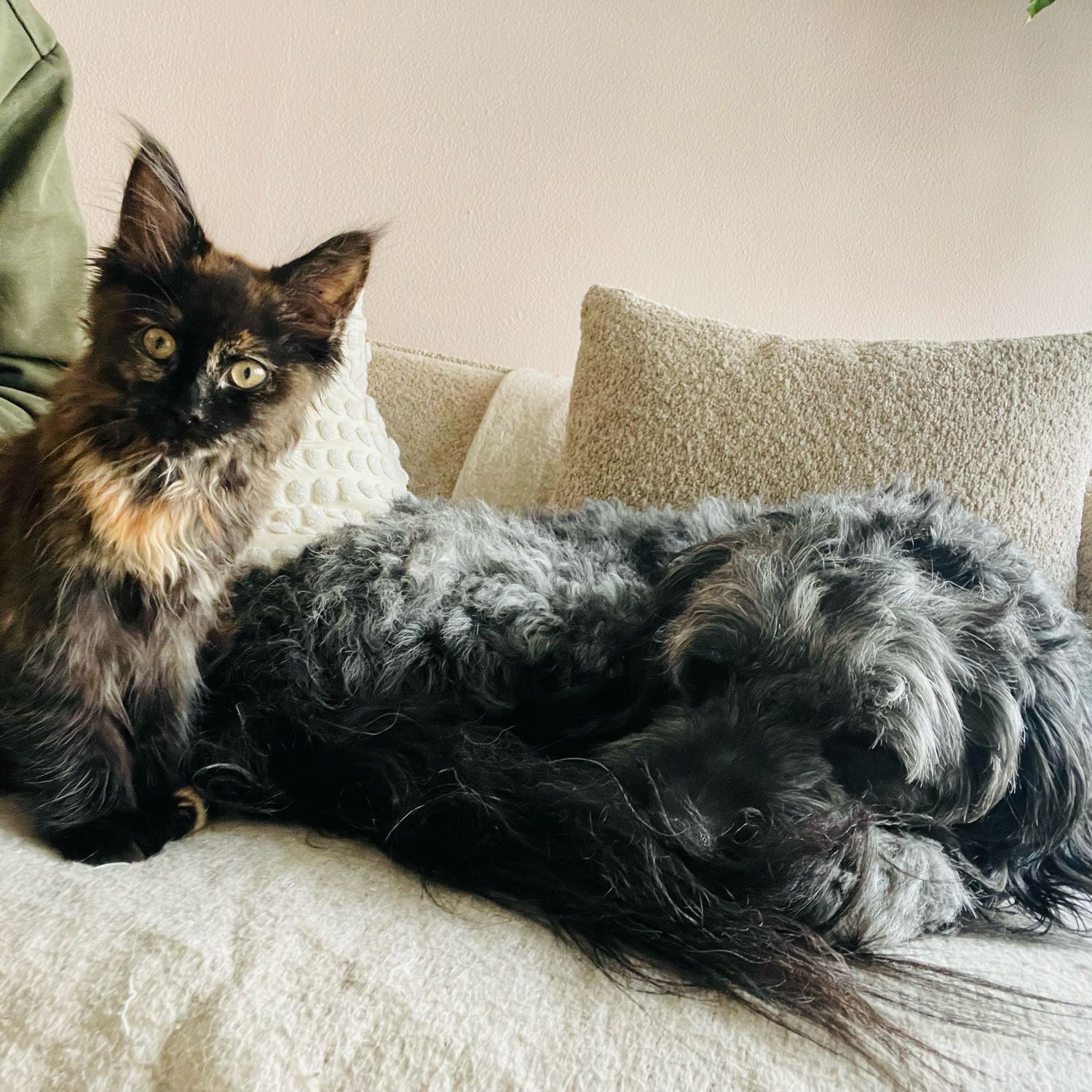 Maudy