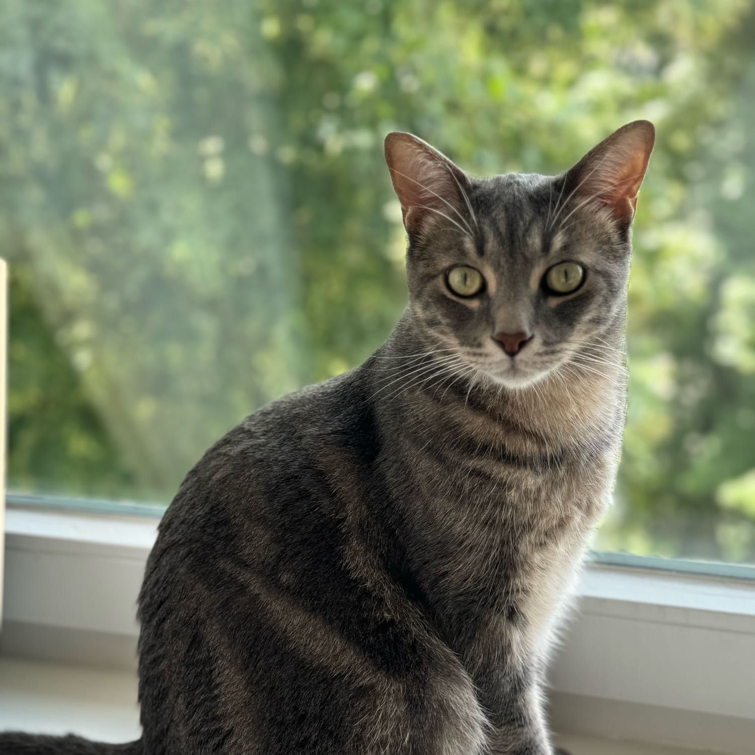 Simba