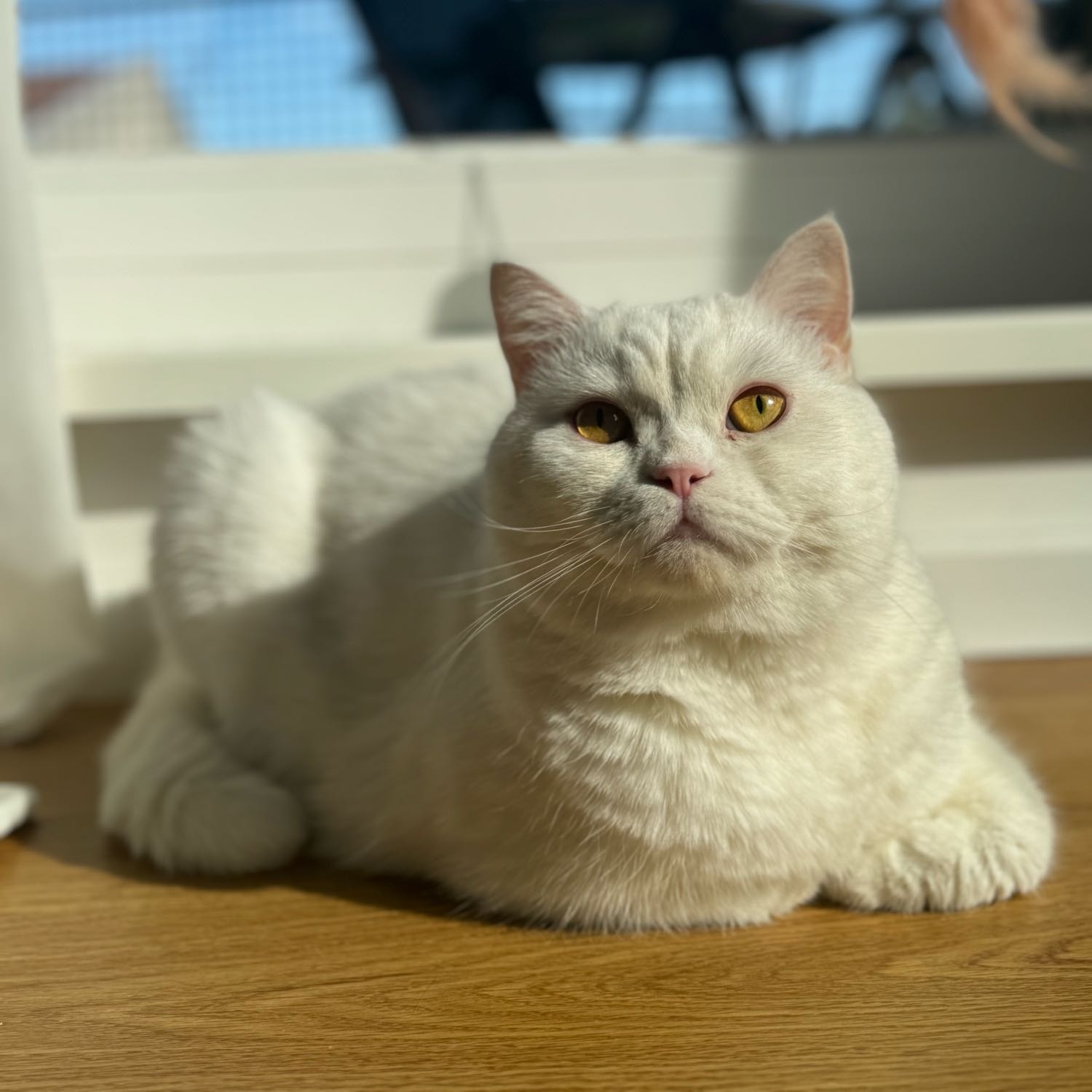 Luca
