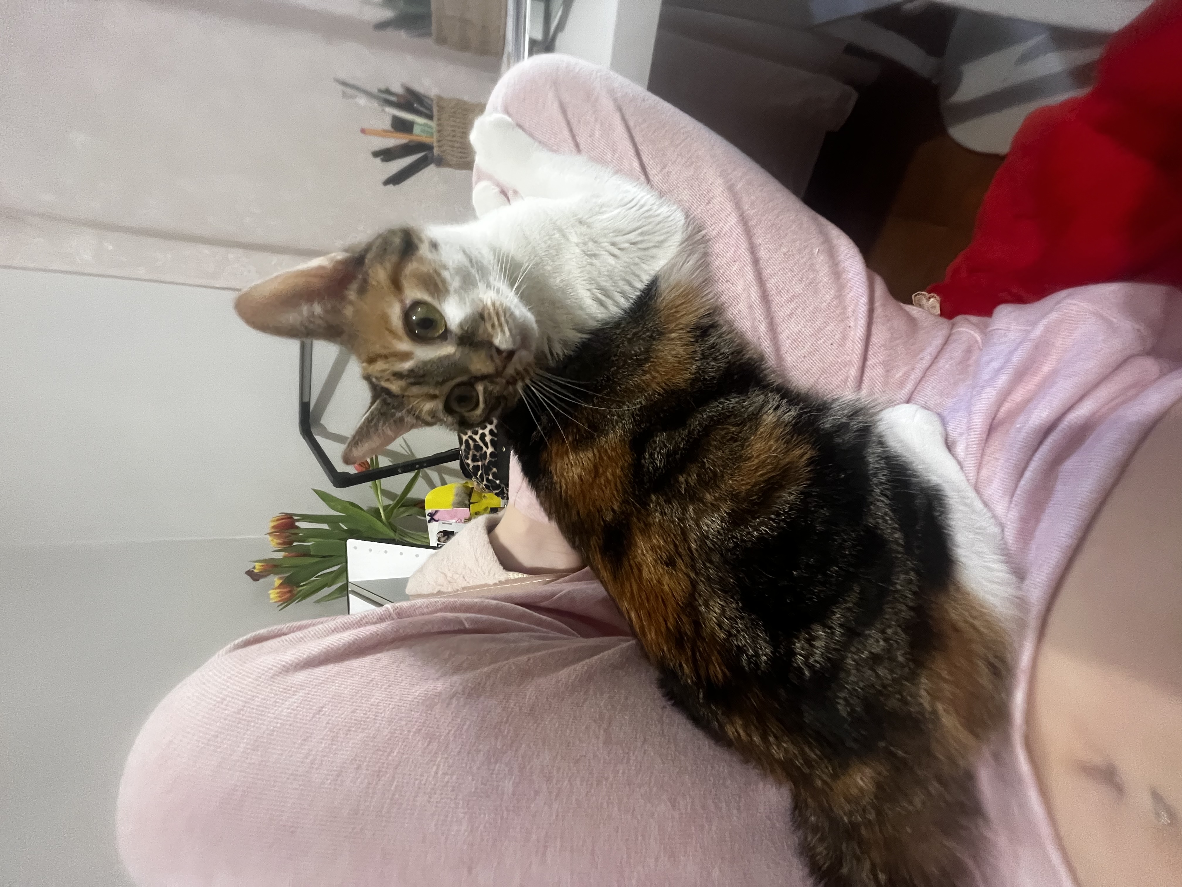 image-6