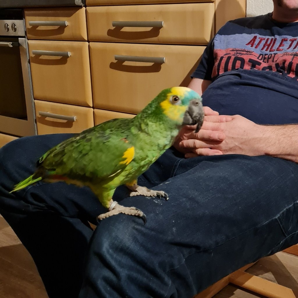 Jakob  Papagei Blaustirn Amazone 