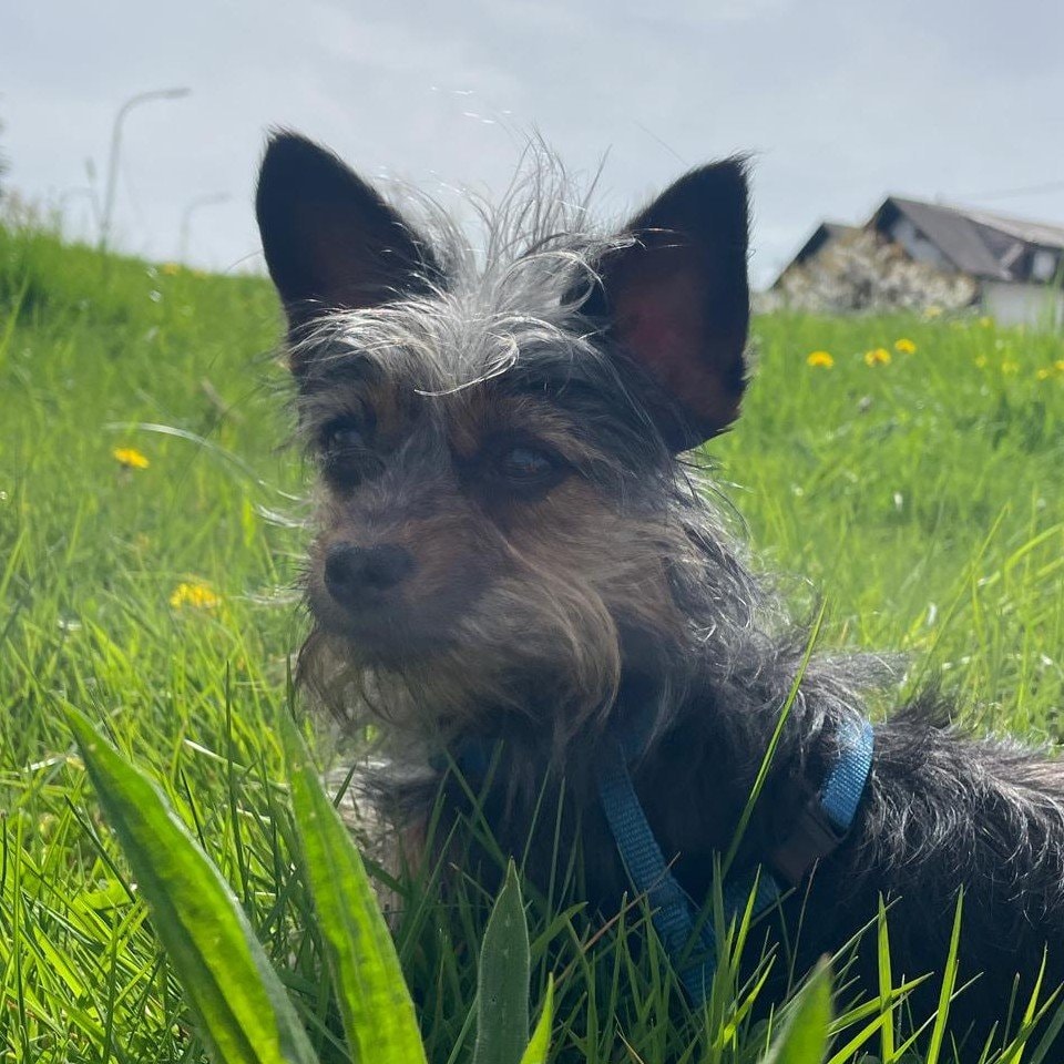 Sammy