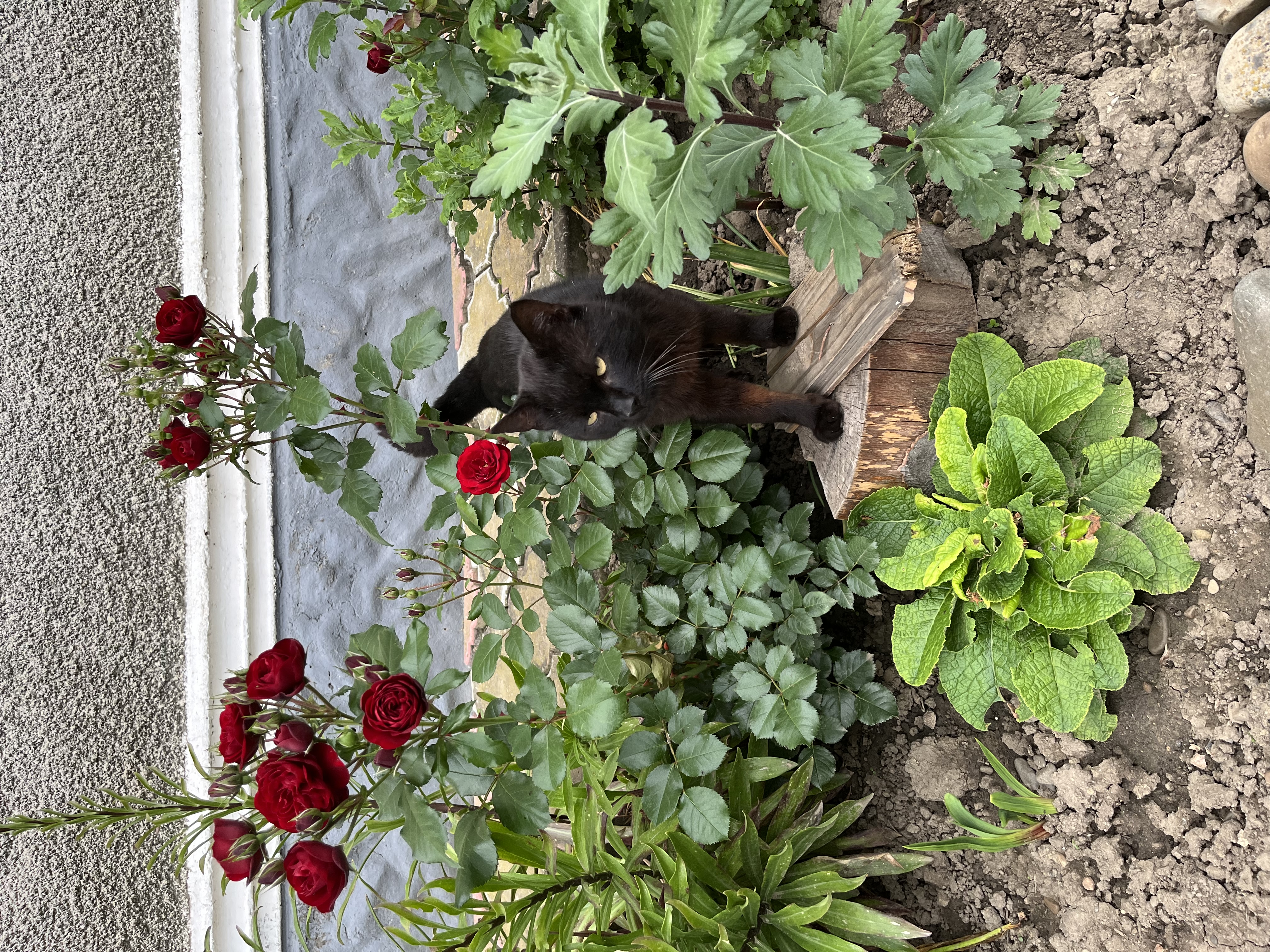 image-13