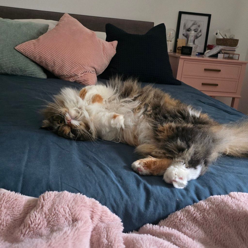 Maya