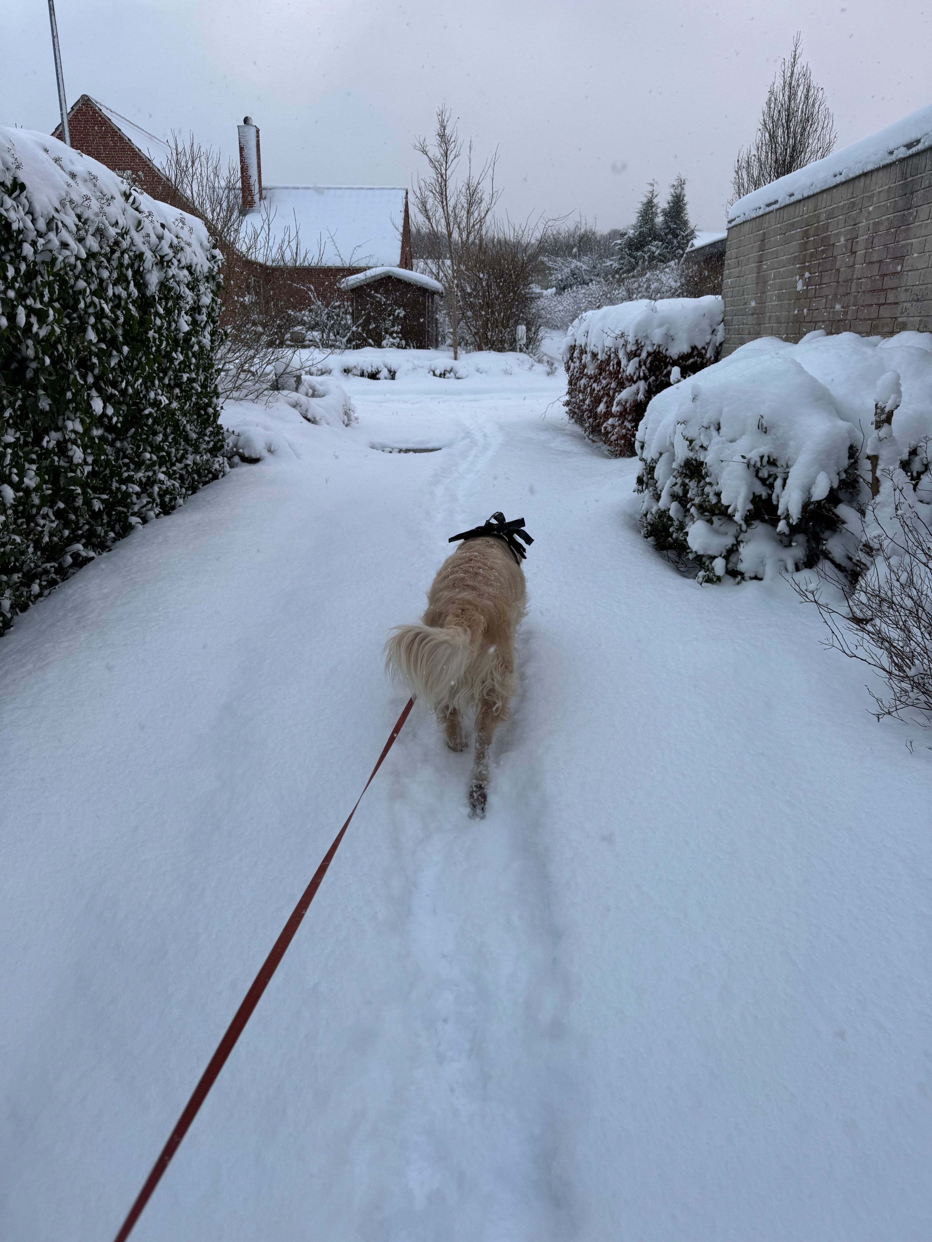 image-7