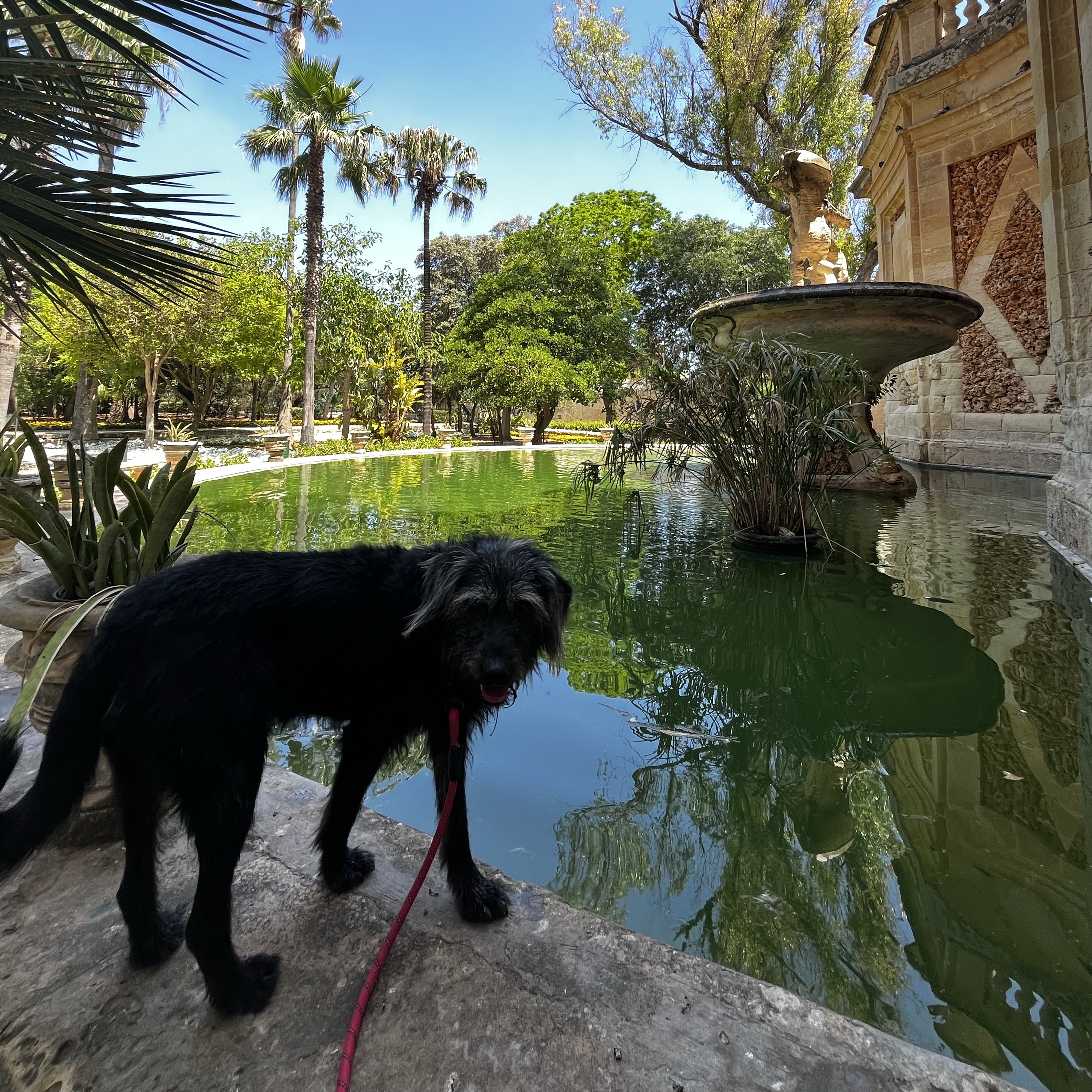 Zorro