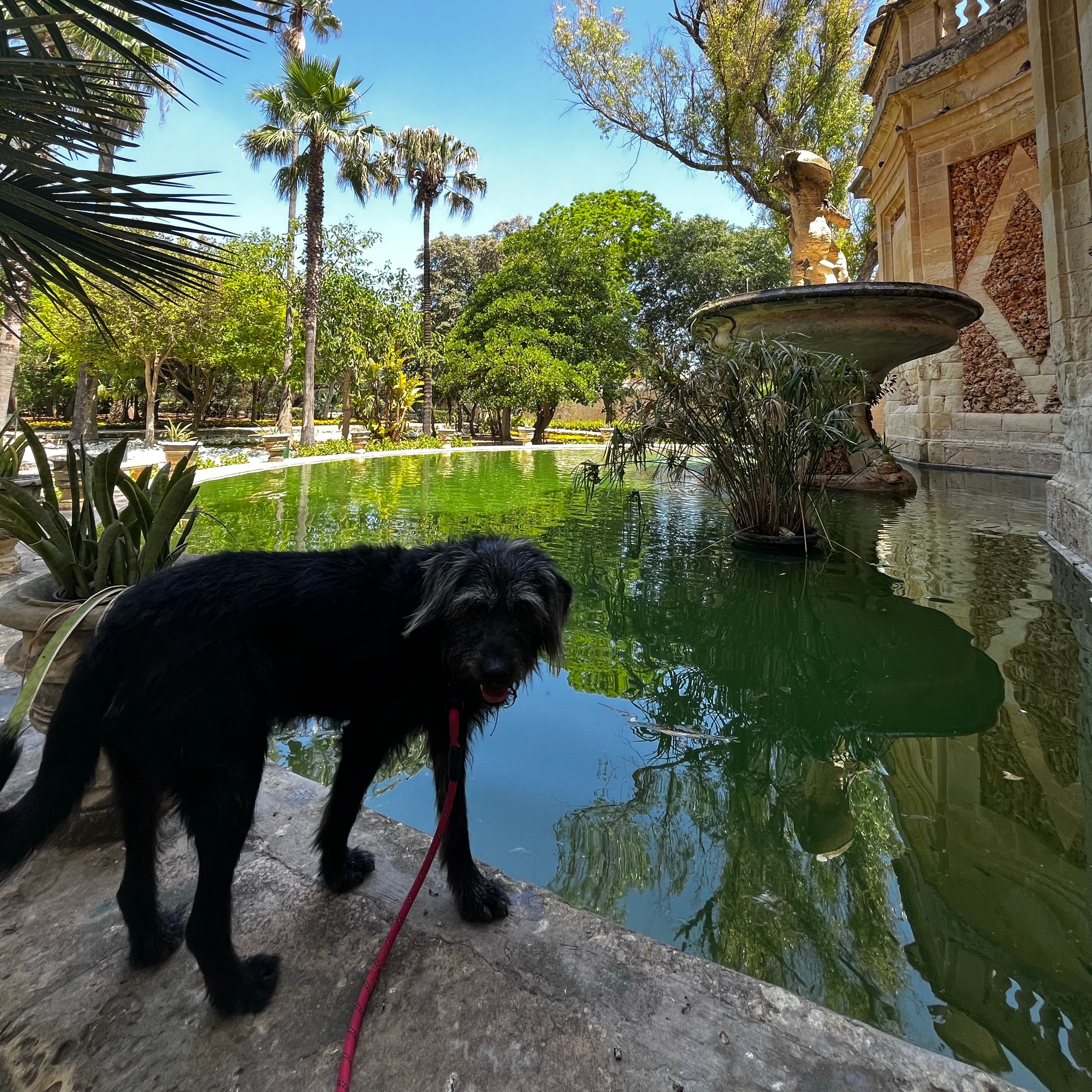 Zorro