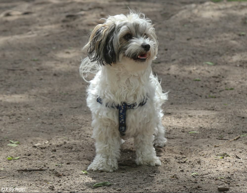 Charlie