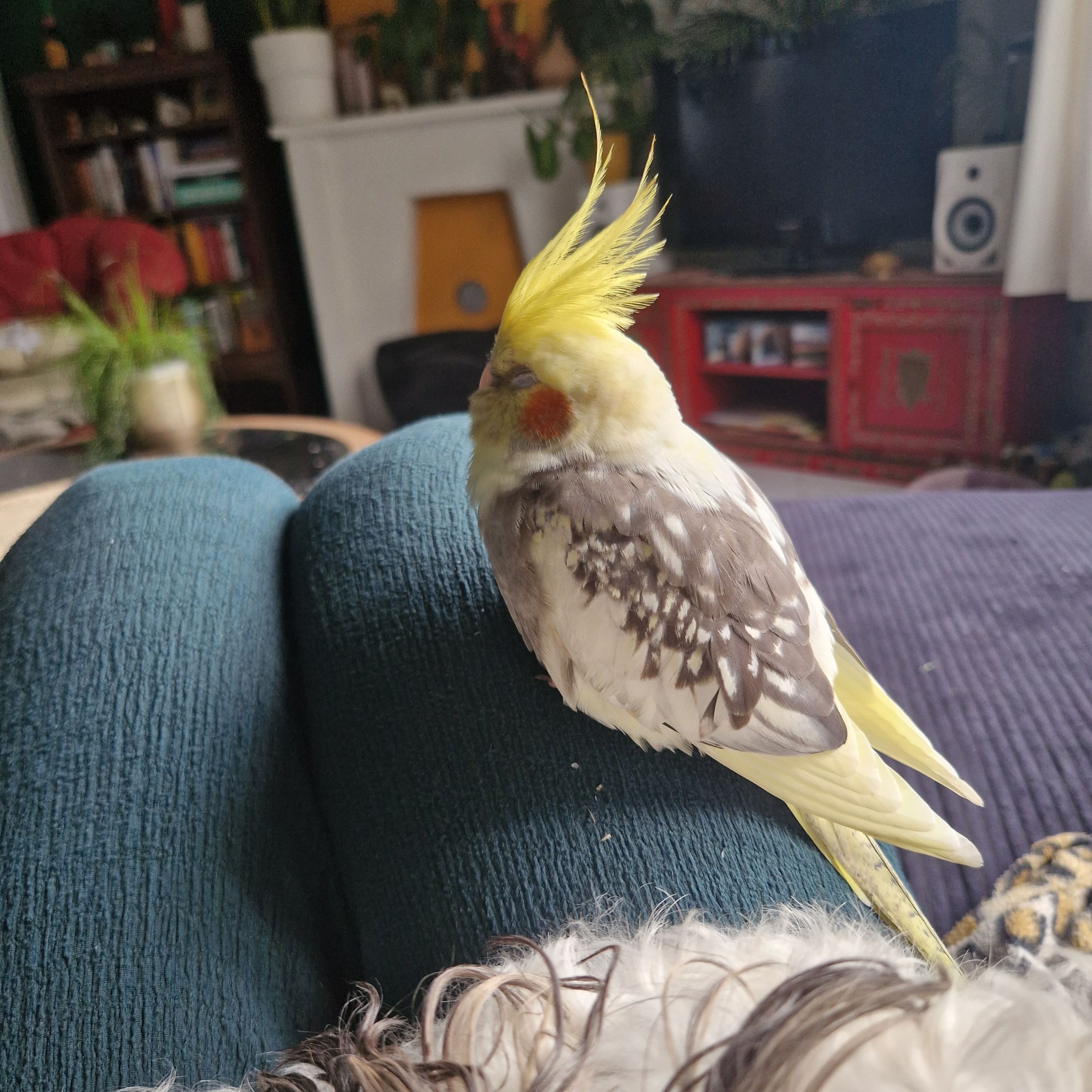 Tibo