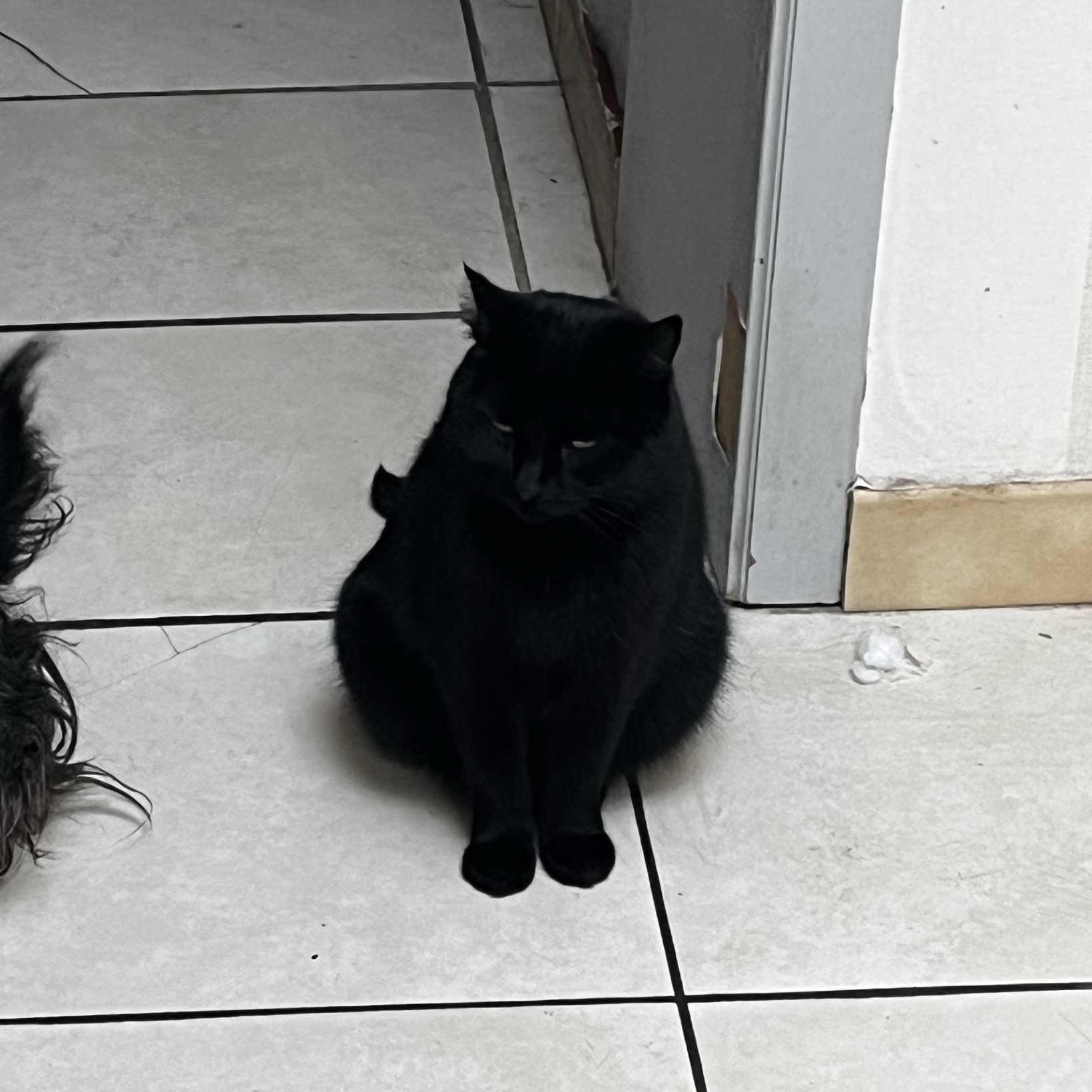 Ptit chat 