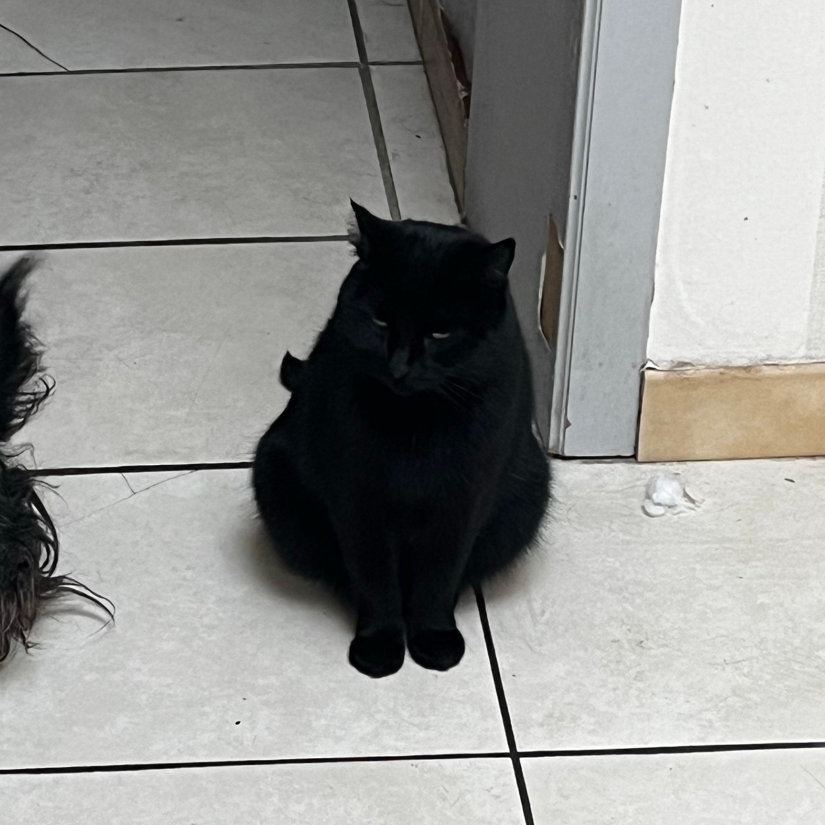 Ptit chat