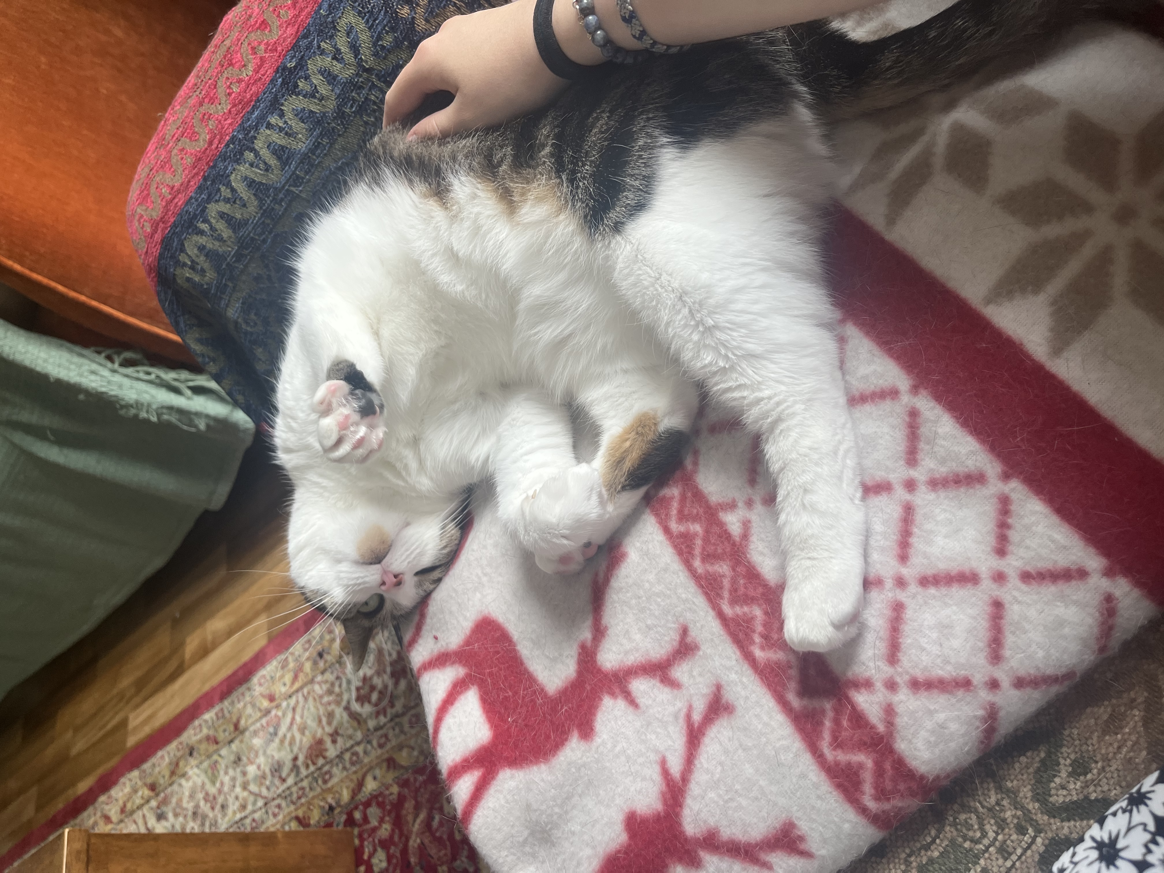 image-7