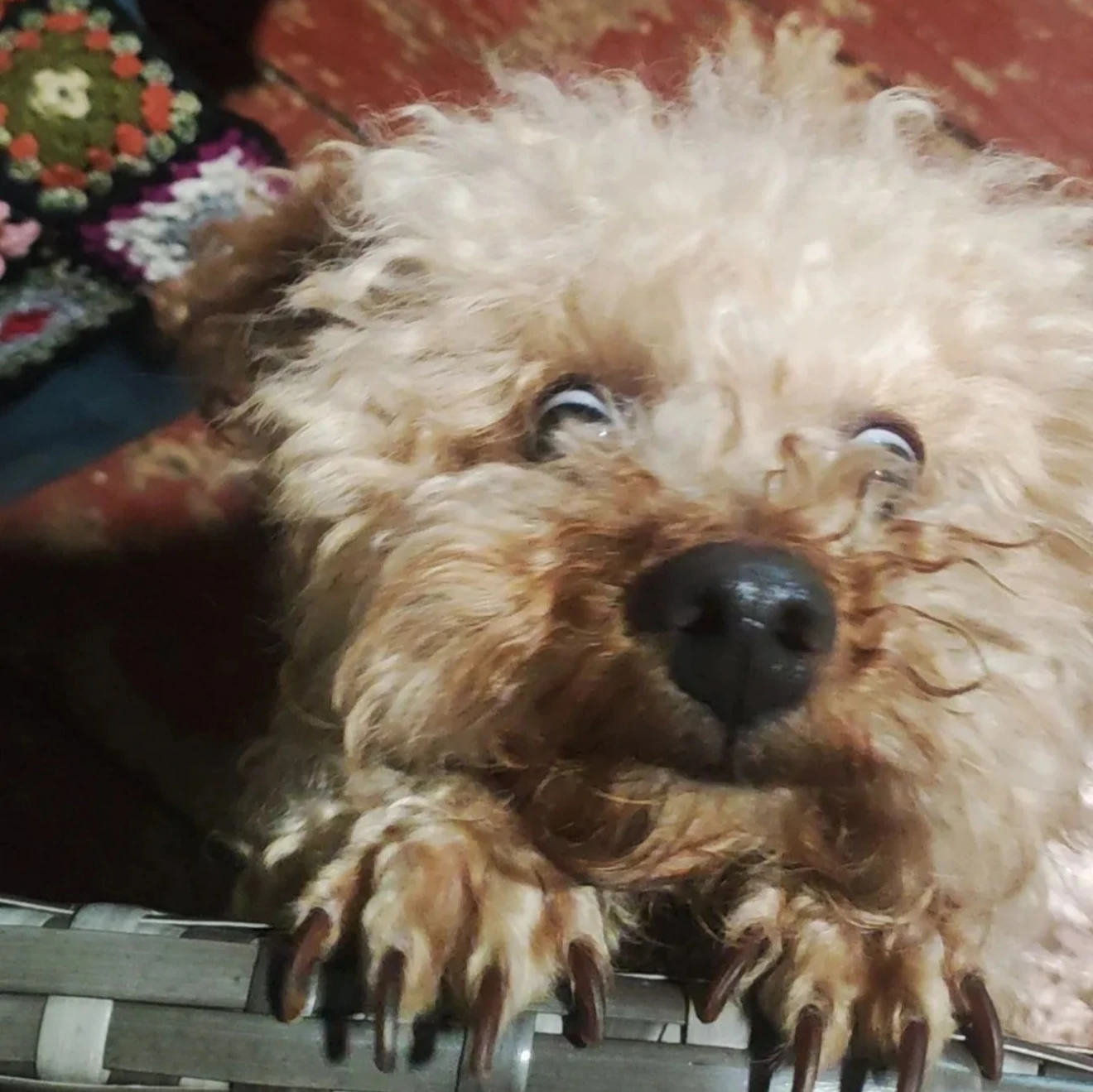 Bubu
