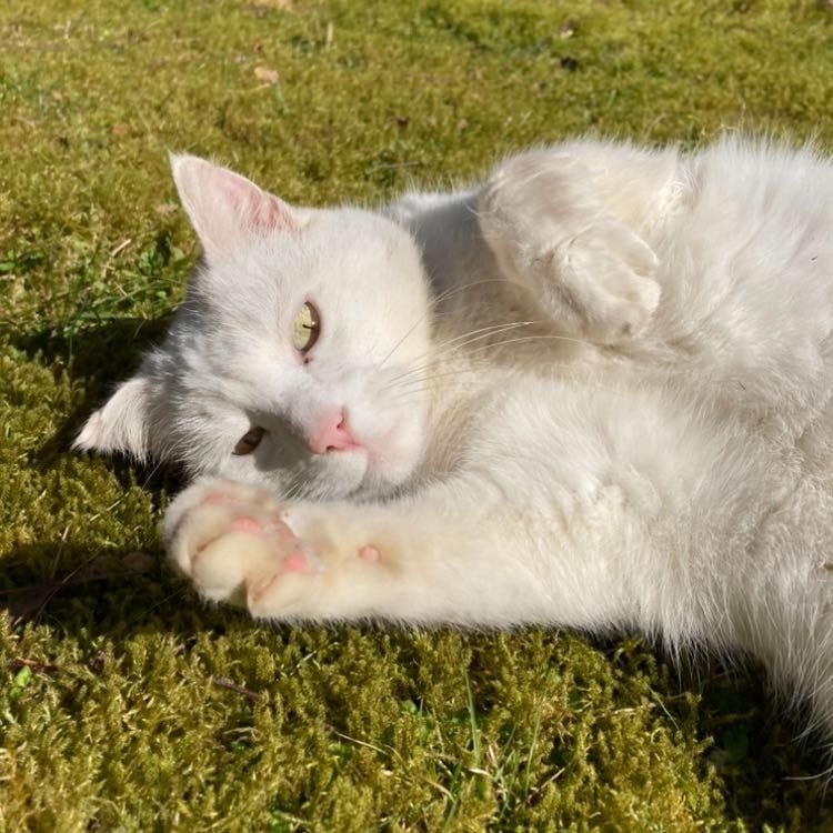 Witje