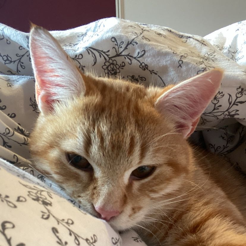 Romeo