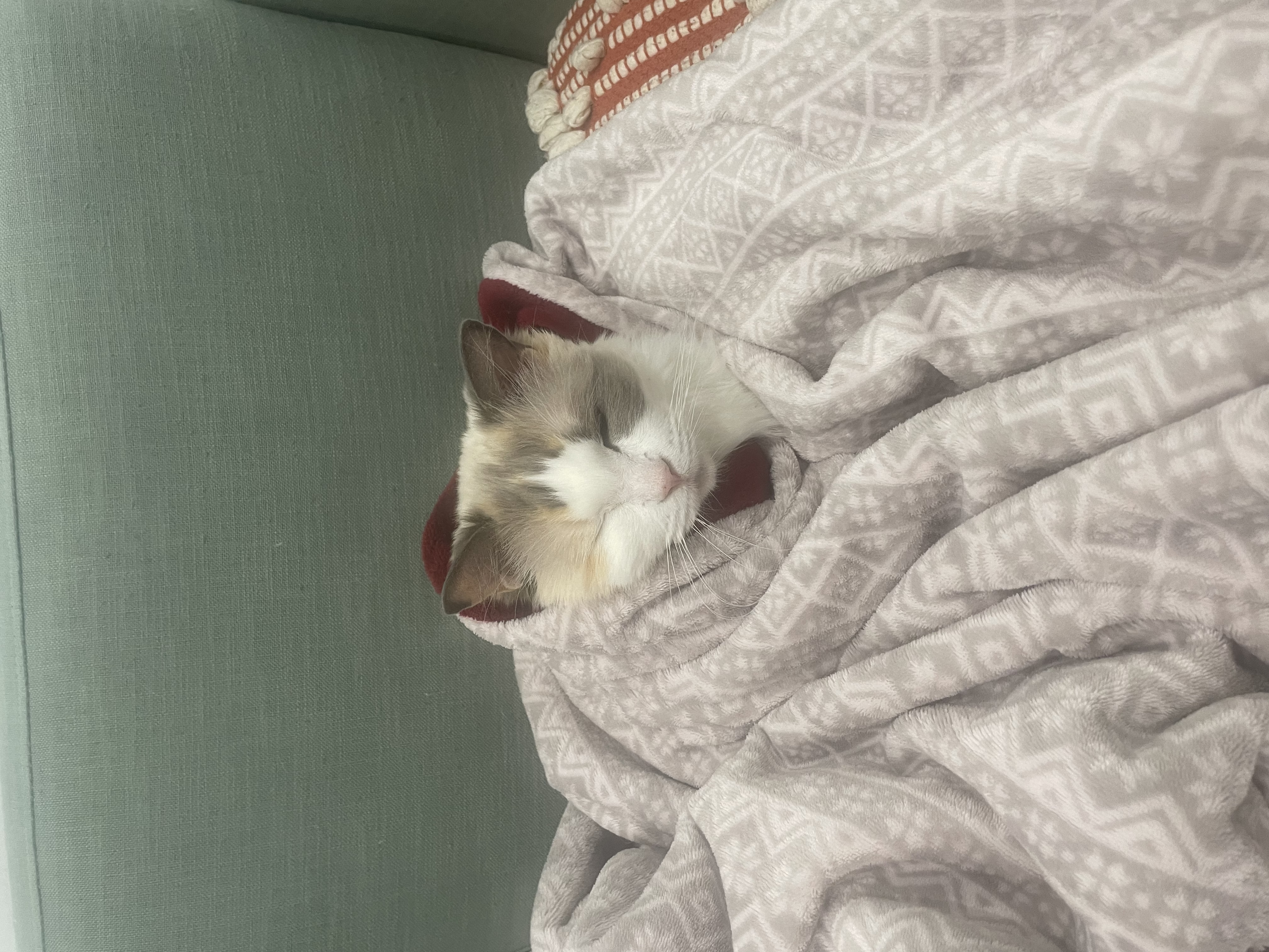 image-6
