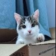 Smudge