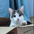Smudge