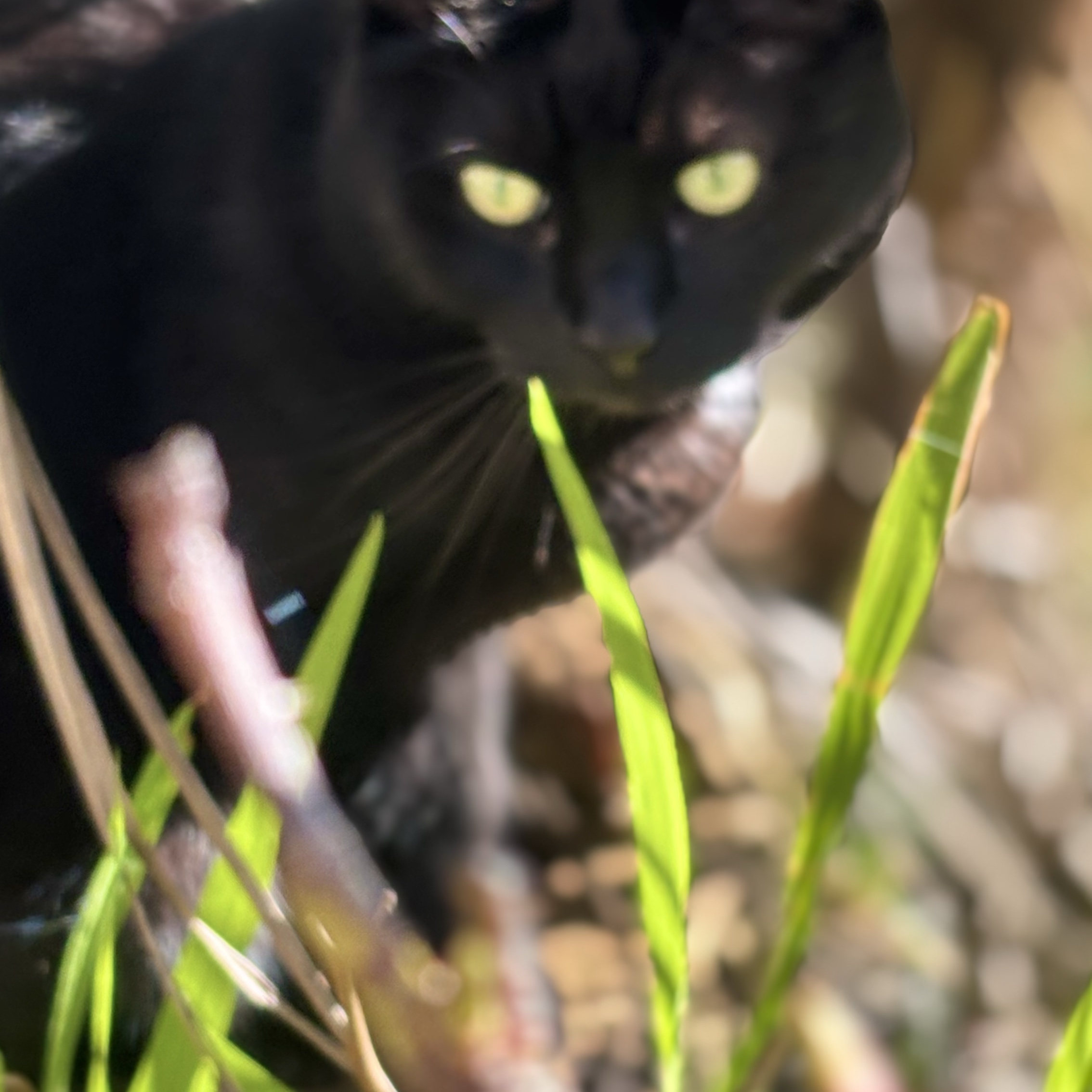 Sid