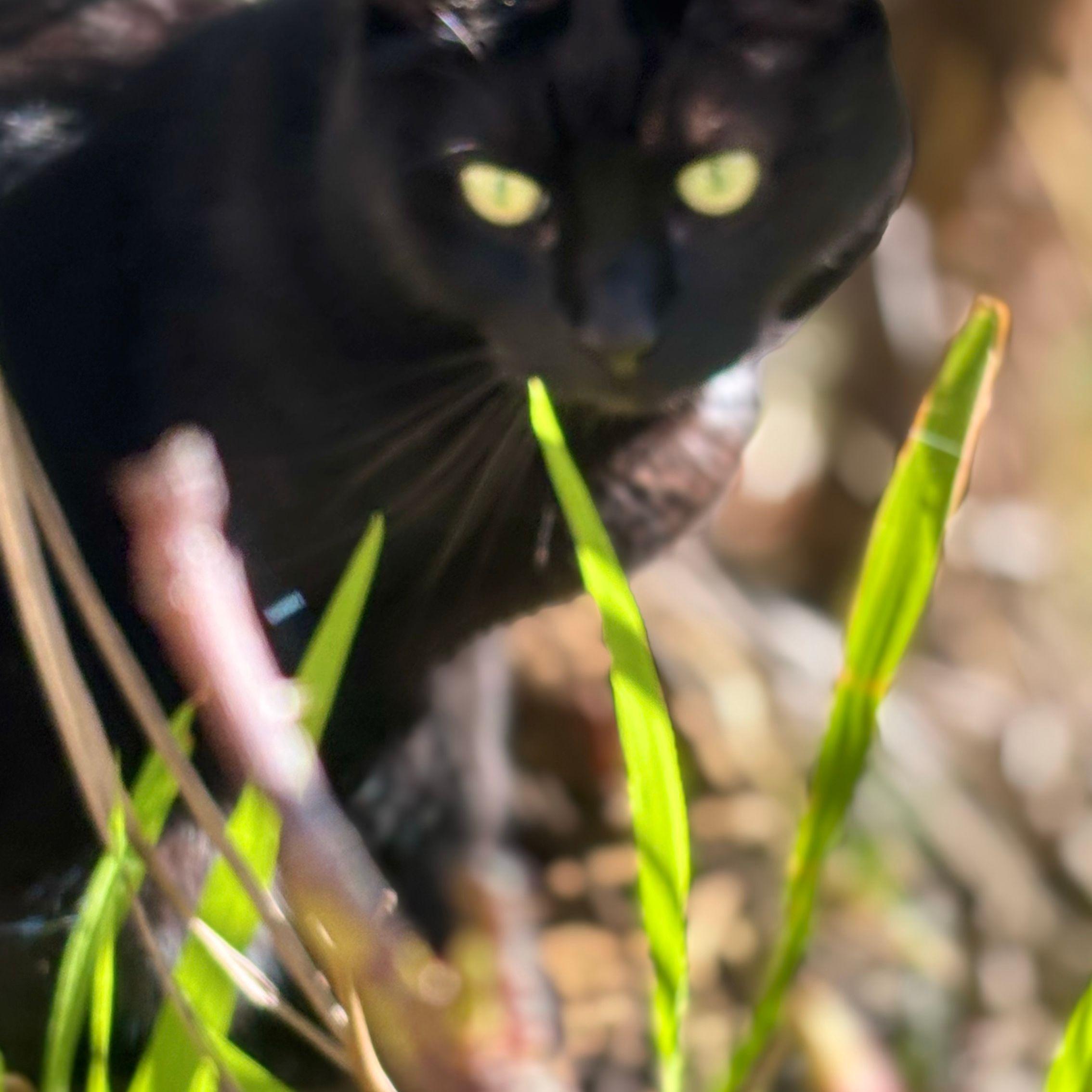 Sid