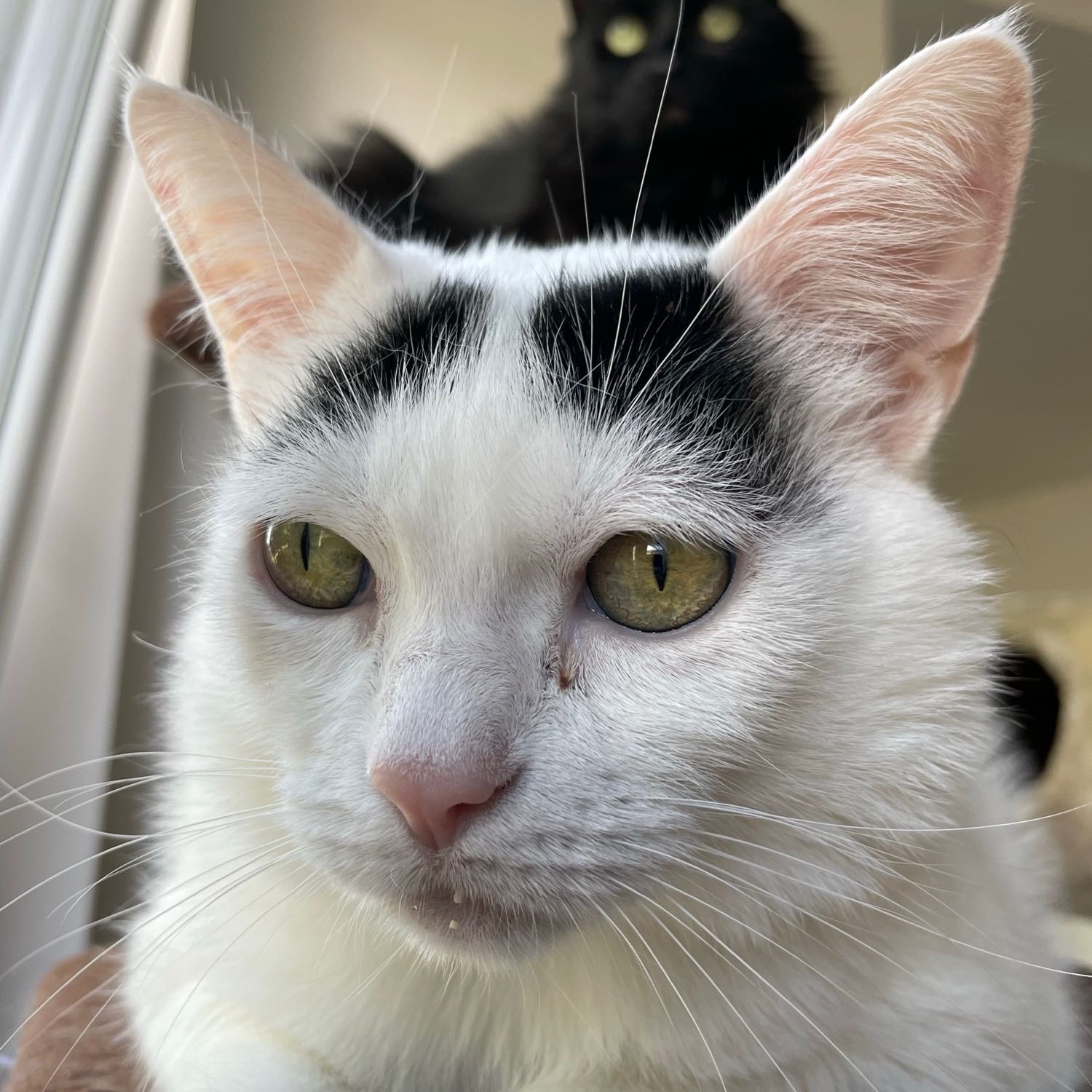 Léo 