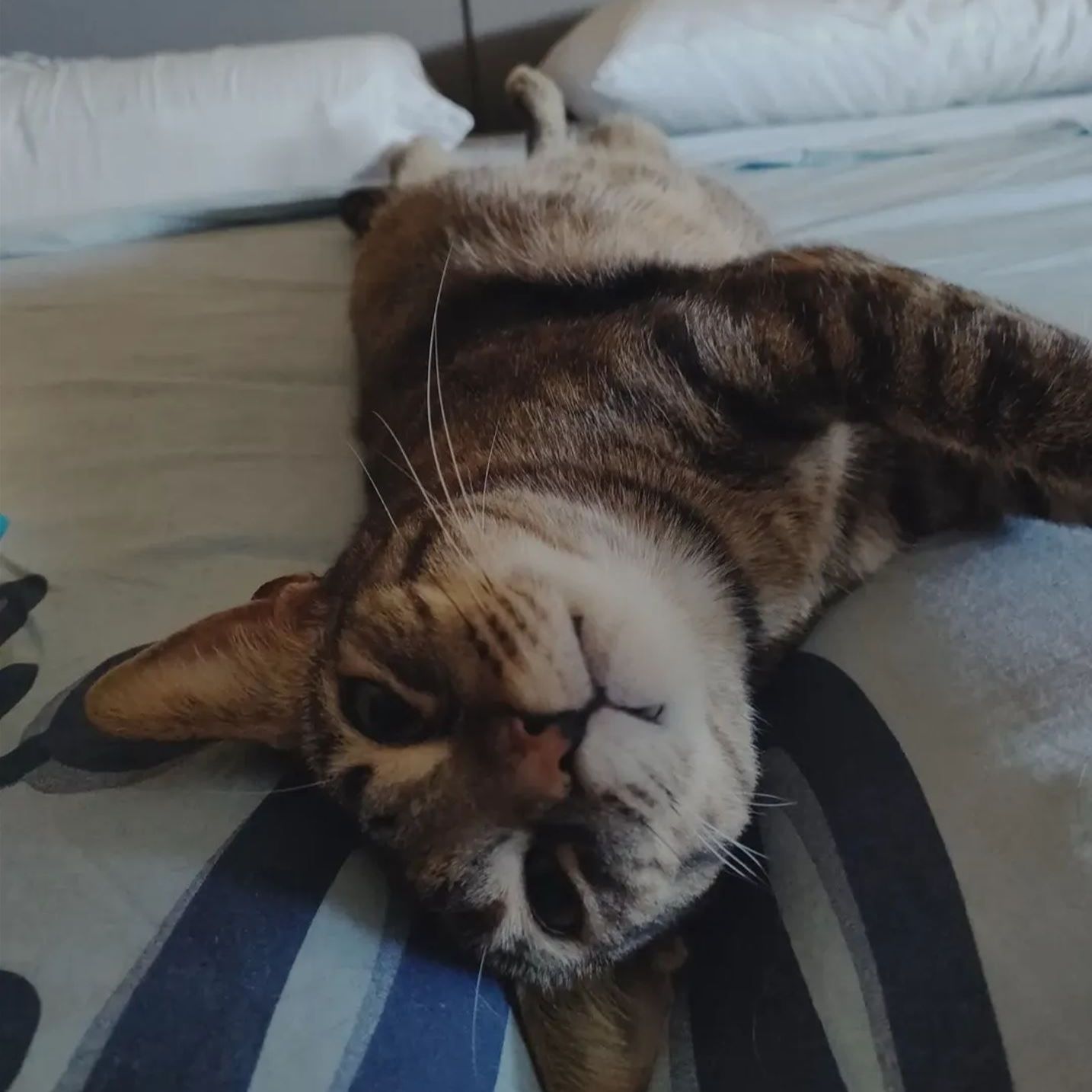 Frida