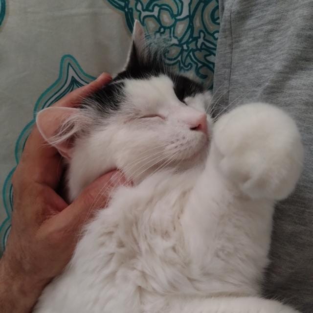Pierpaolo