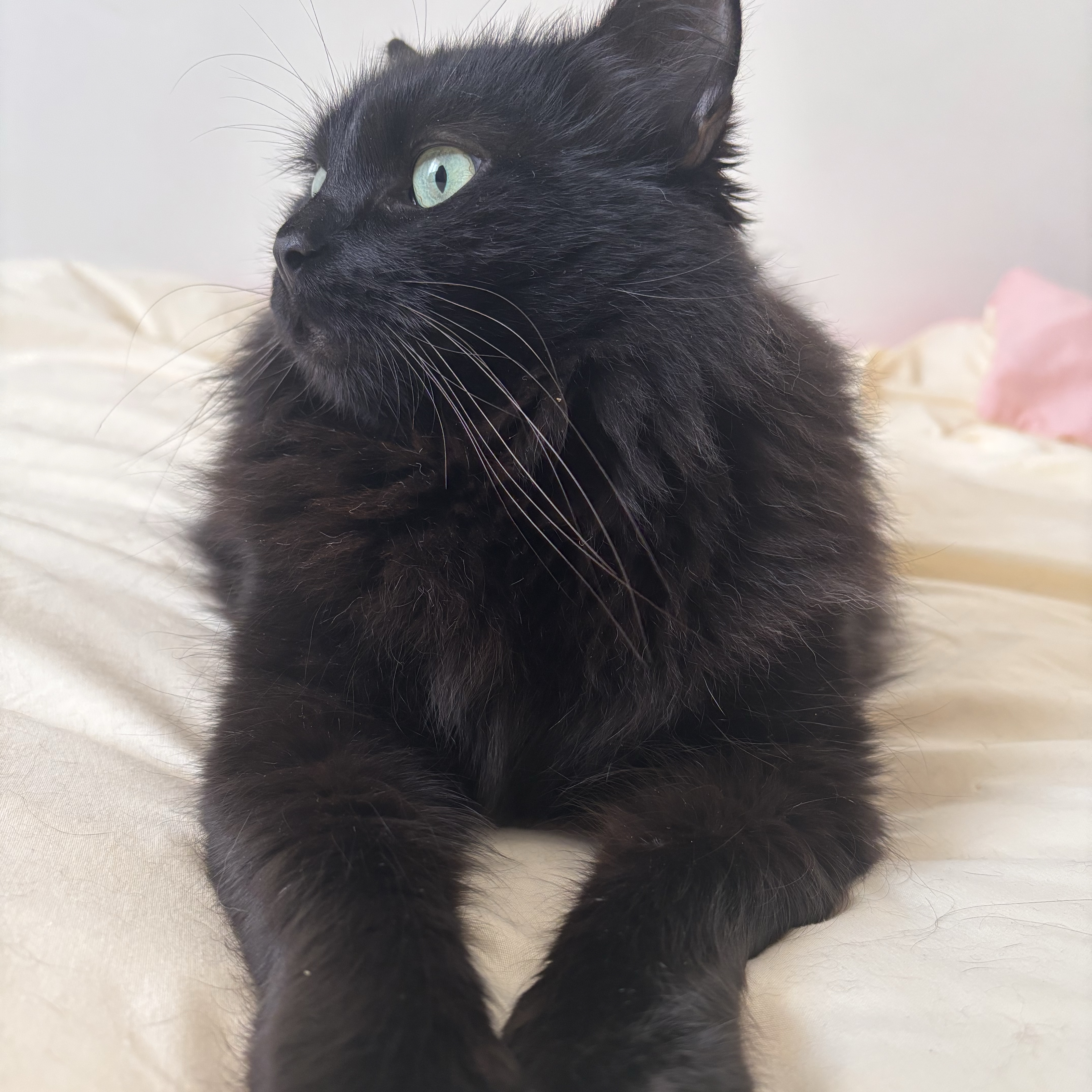 Nova